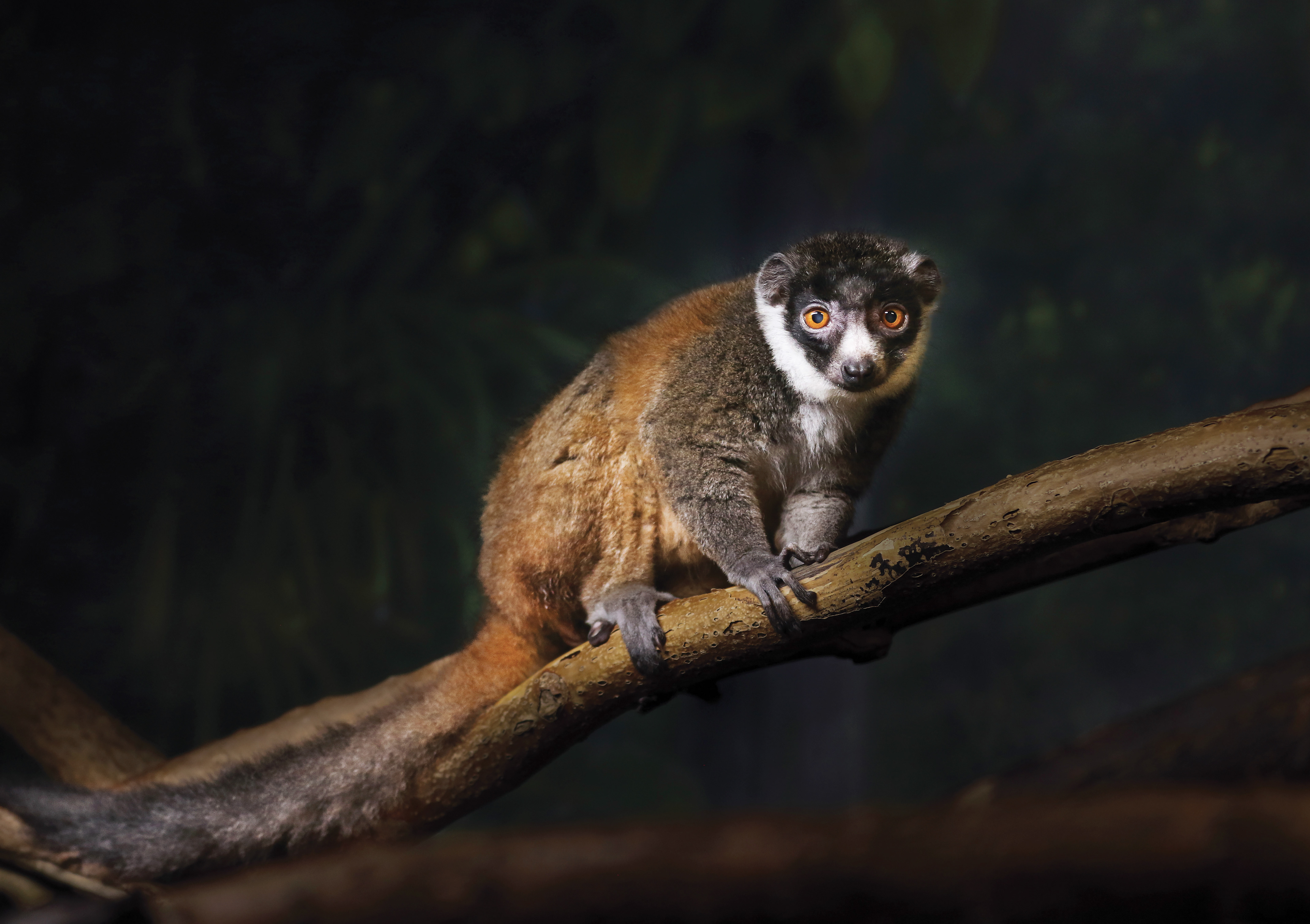 Mongoose lemur in Expedition Madagascar at Omaha's Henry Doorly Zoo & Aquarium 2022 © Madison Carritt