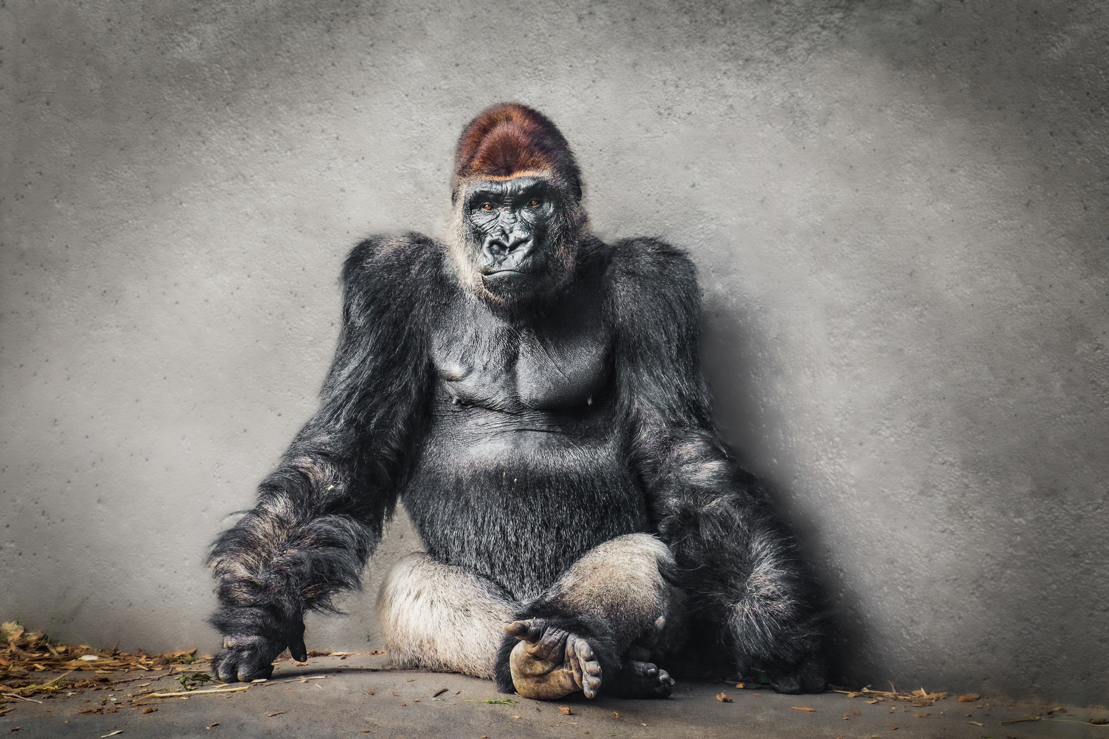 Western Lowland Gorilla in Hubbard Gorilla Valley at Omaha's Henry Doorly Zoo & Aquarium 2022 © Madison Carritt