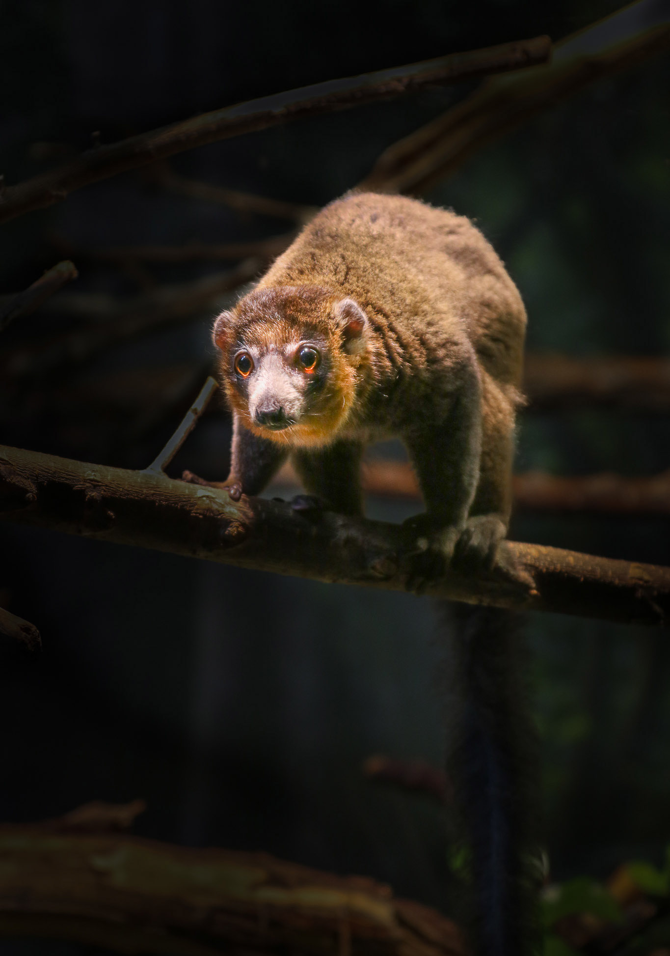 Mongoose lemur in Expedition Madagascar at Omaha's Henry Doorly Zoo & Aquarium 2022 © Madison Carritt