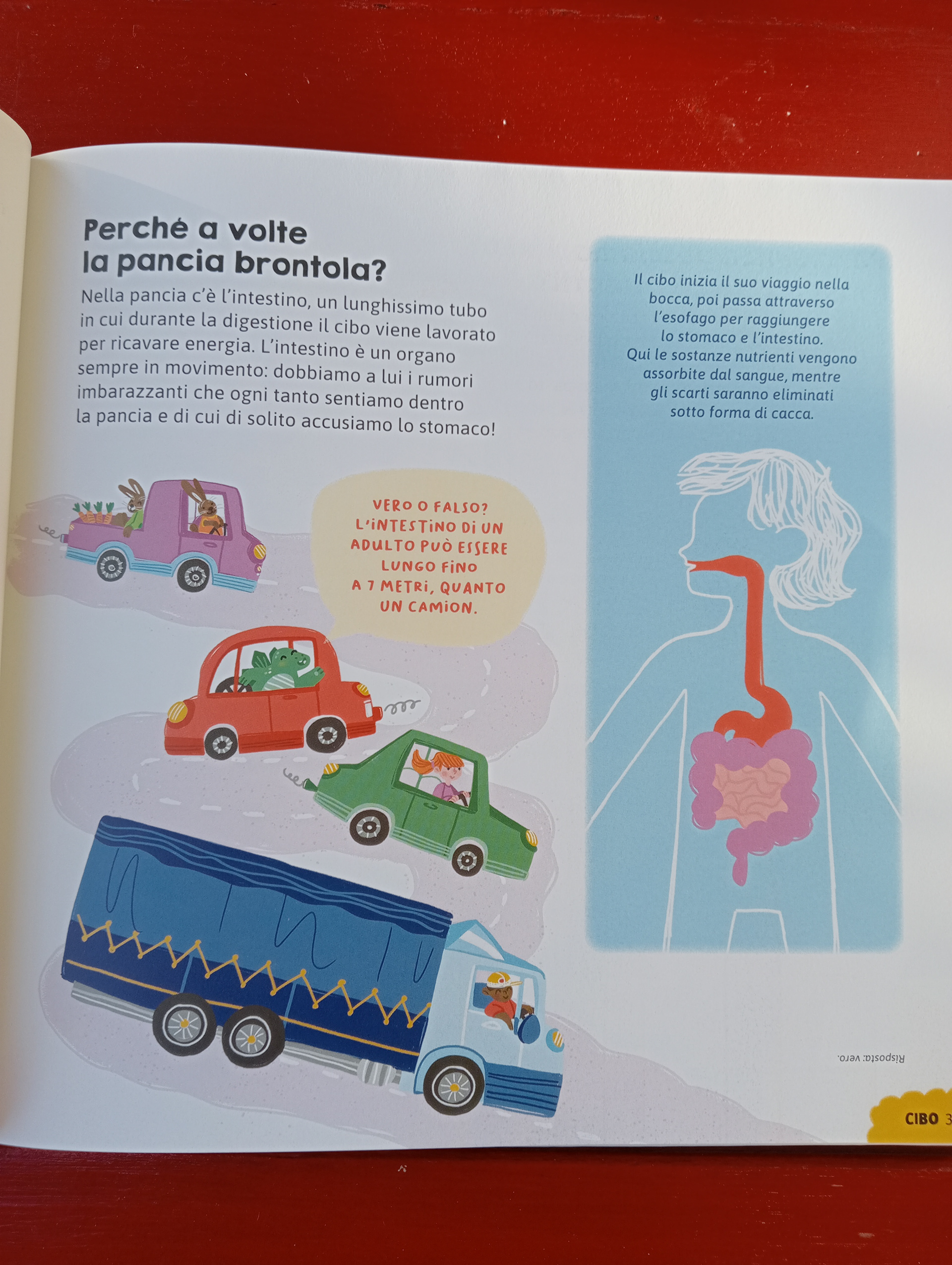 "Il mio libro dei Perché" Editoriale Scienza, illustrations by Jessica Martinello.