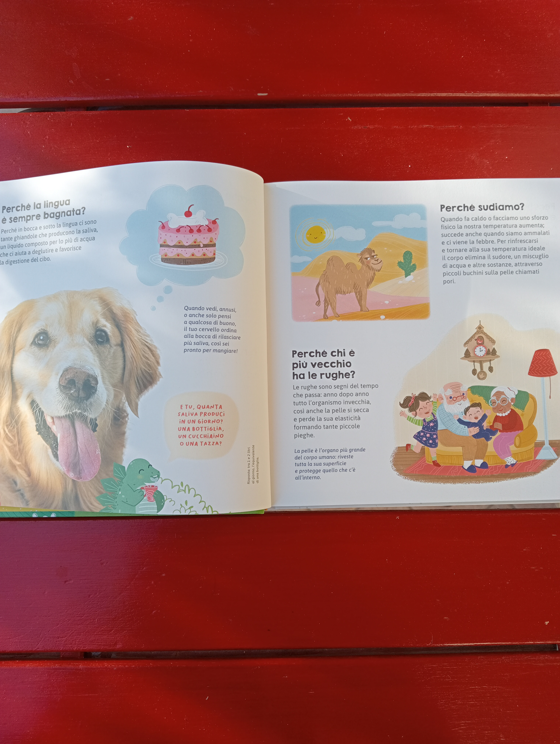 "Il mio libro dei Perché" Editoriale Scienza, illustrations by Jessica Martinello.