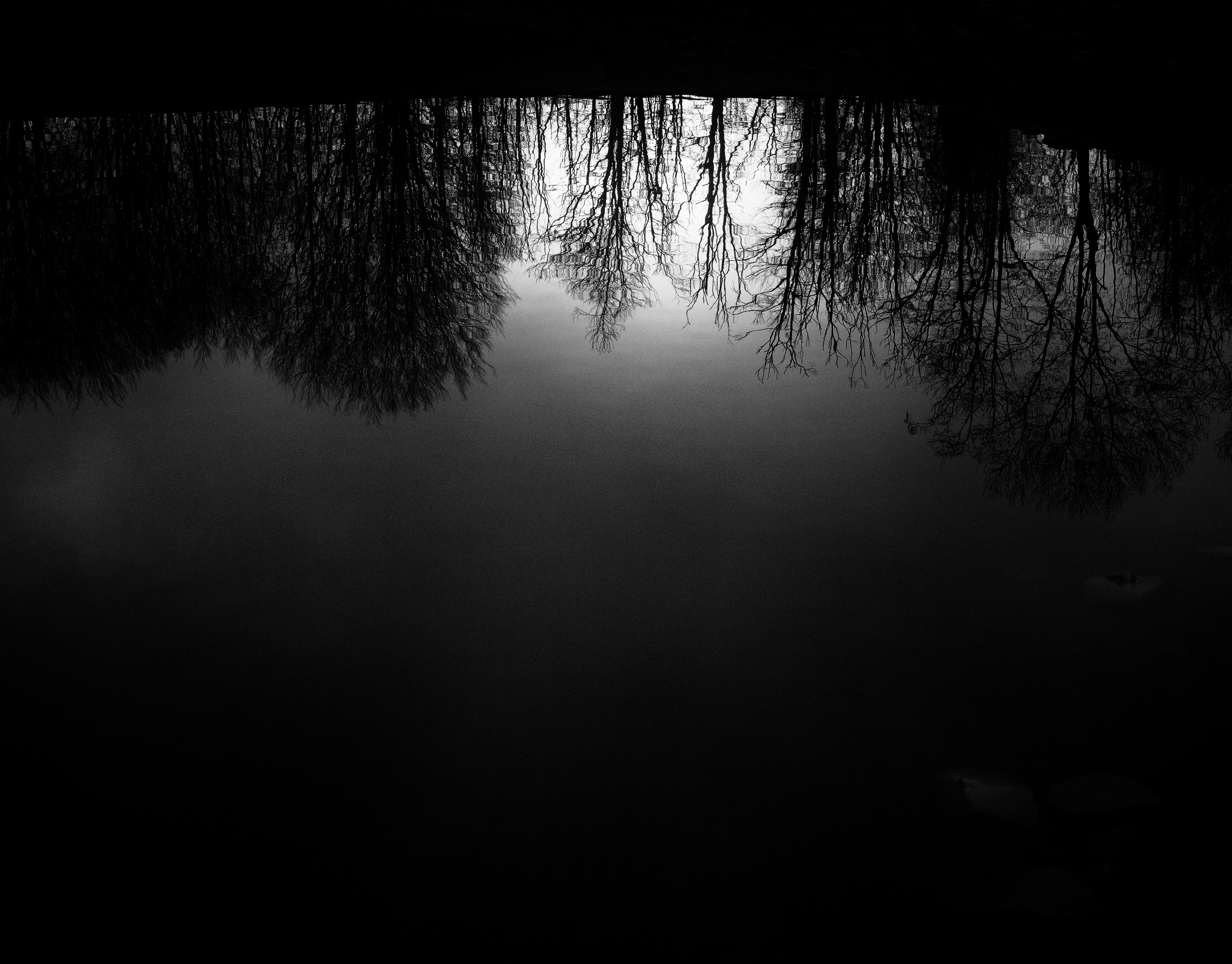 Dark forest :: Behance