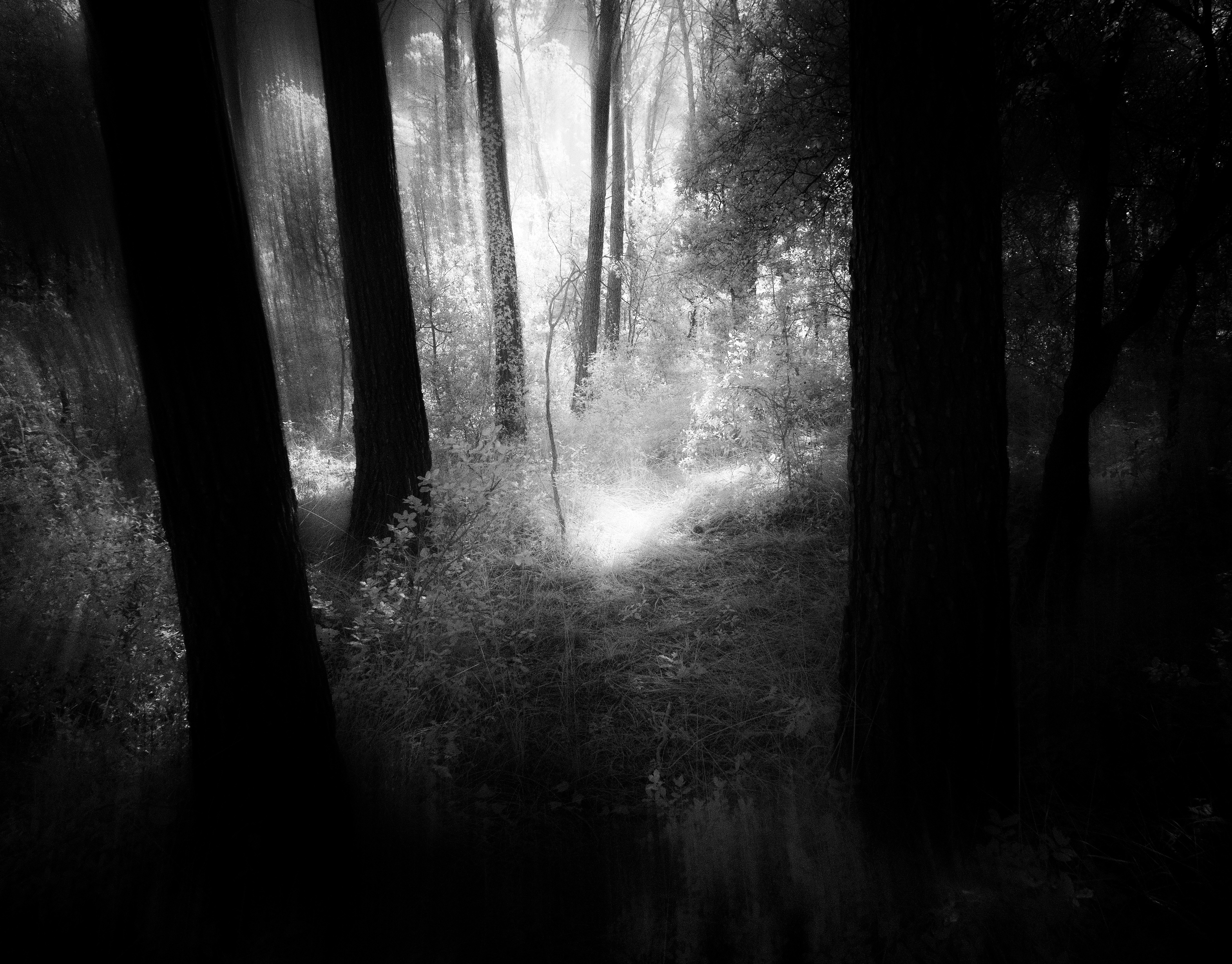 Dark Forest :: Behance