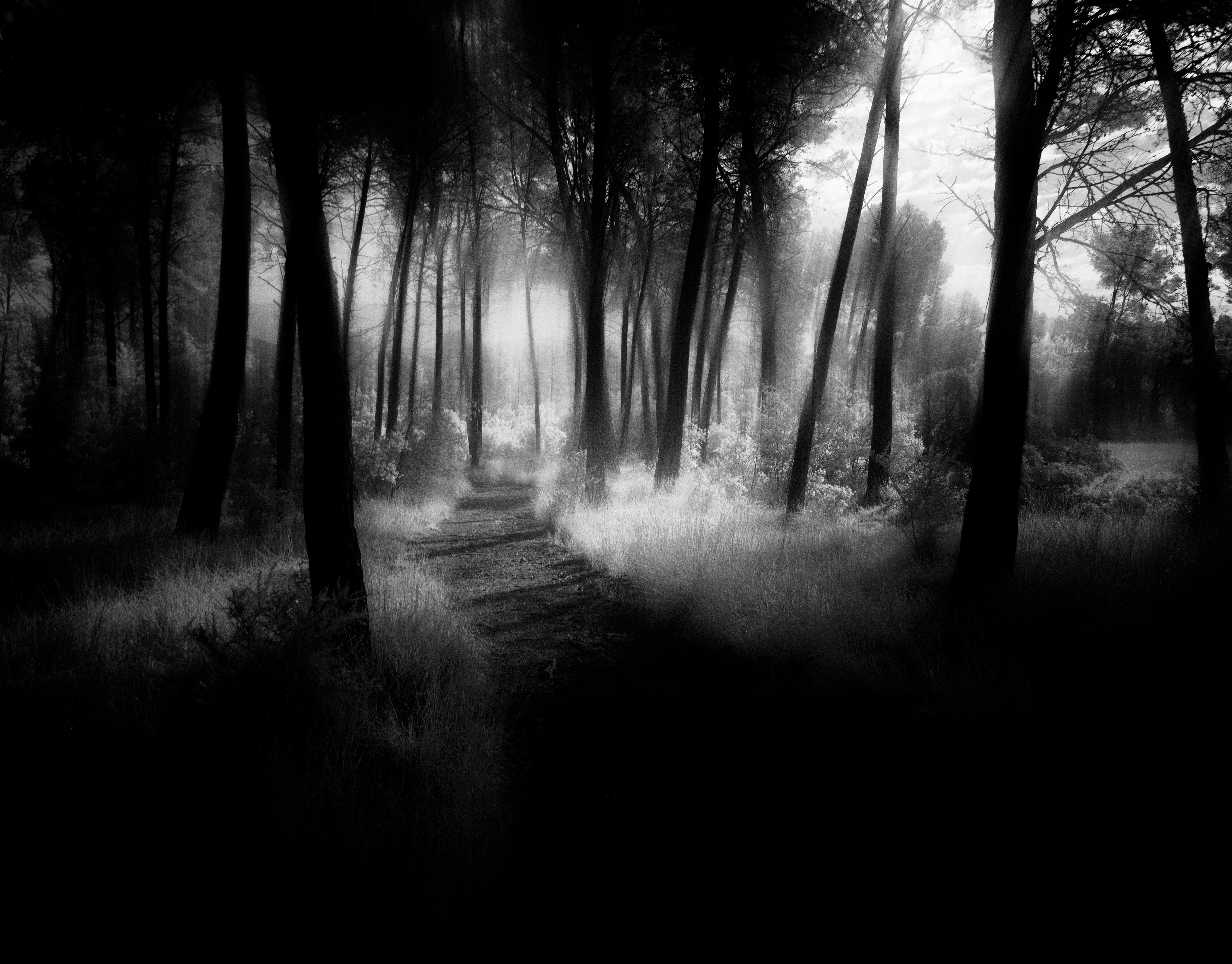 Dark Forest :: Behance