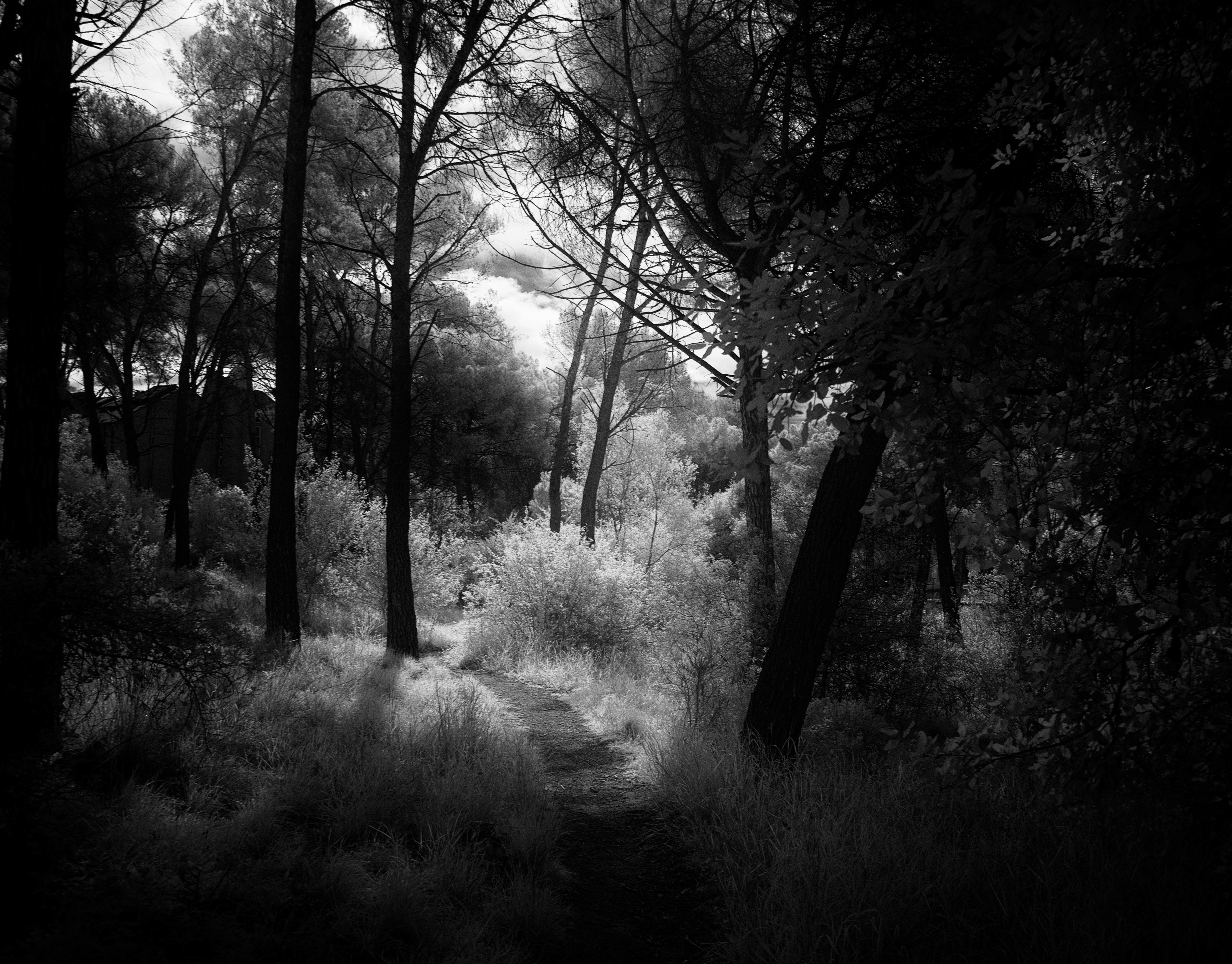 Dark Forest :: Behance