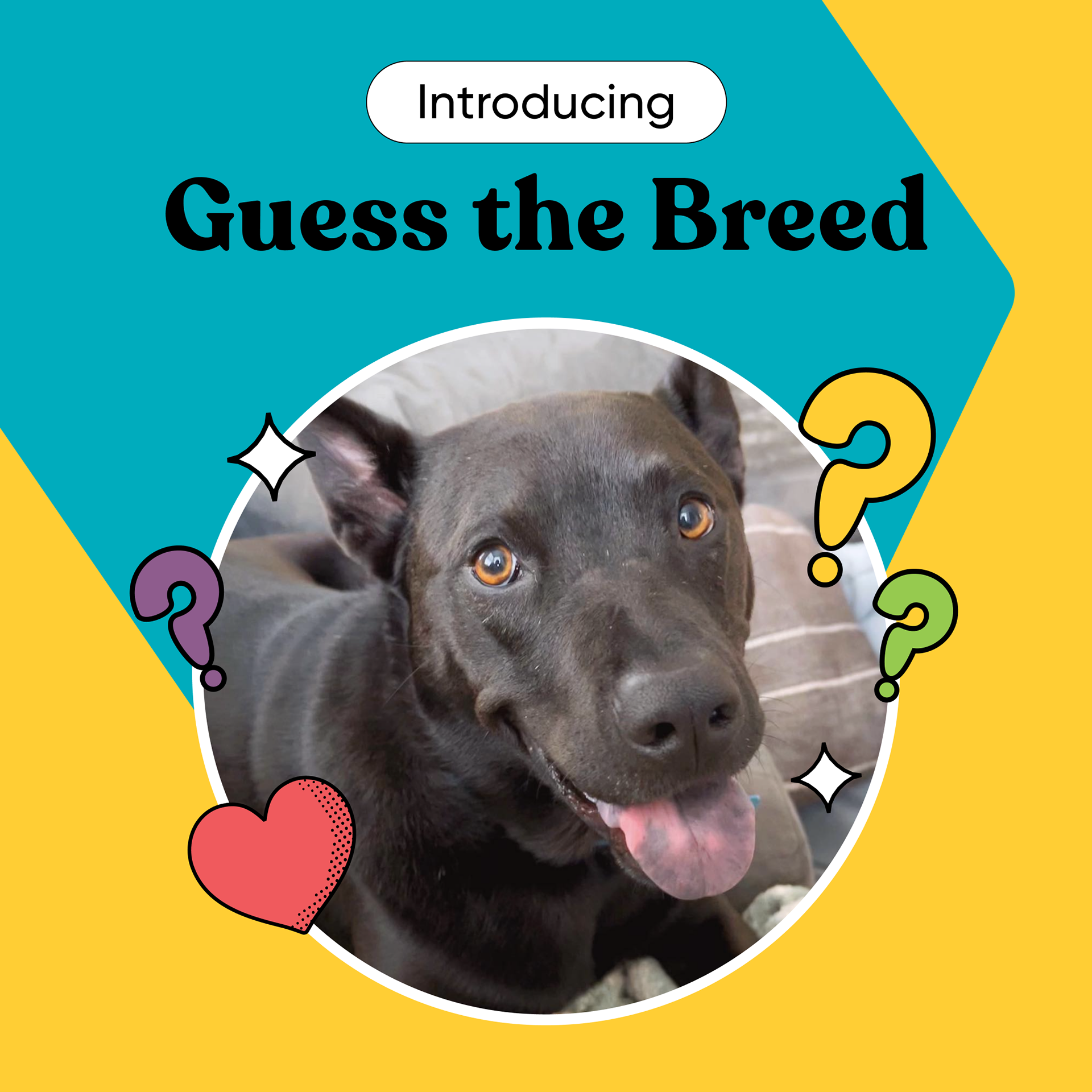 Guess the Breed Game