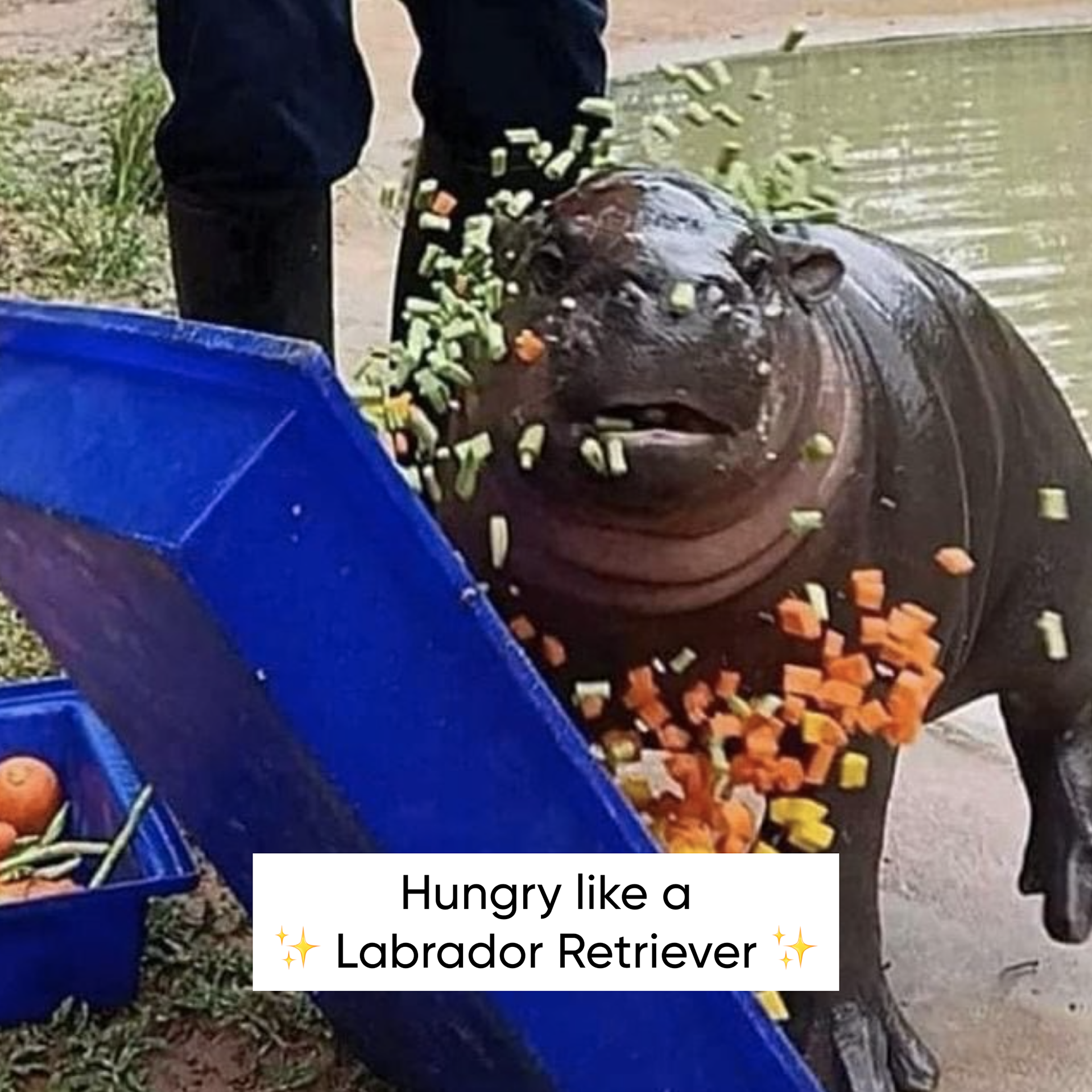 Viral Moo Deng Meme
