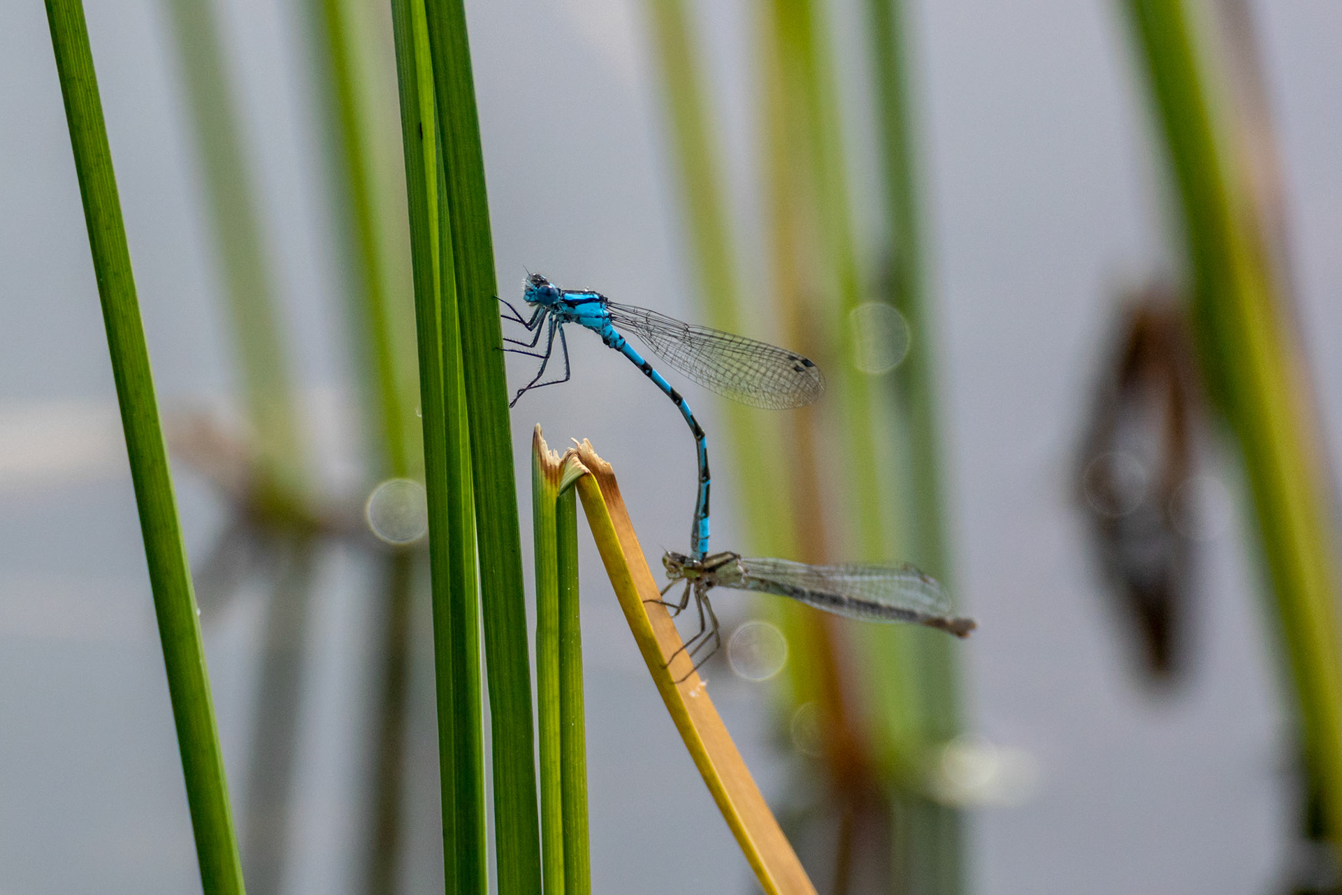 Øyenstikkere i Goliaten