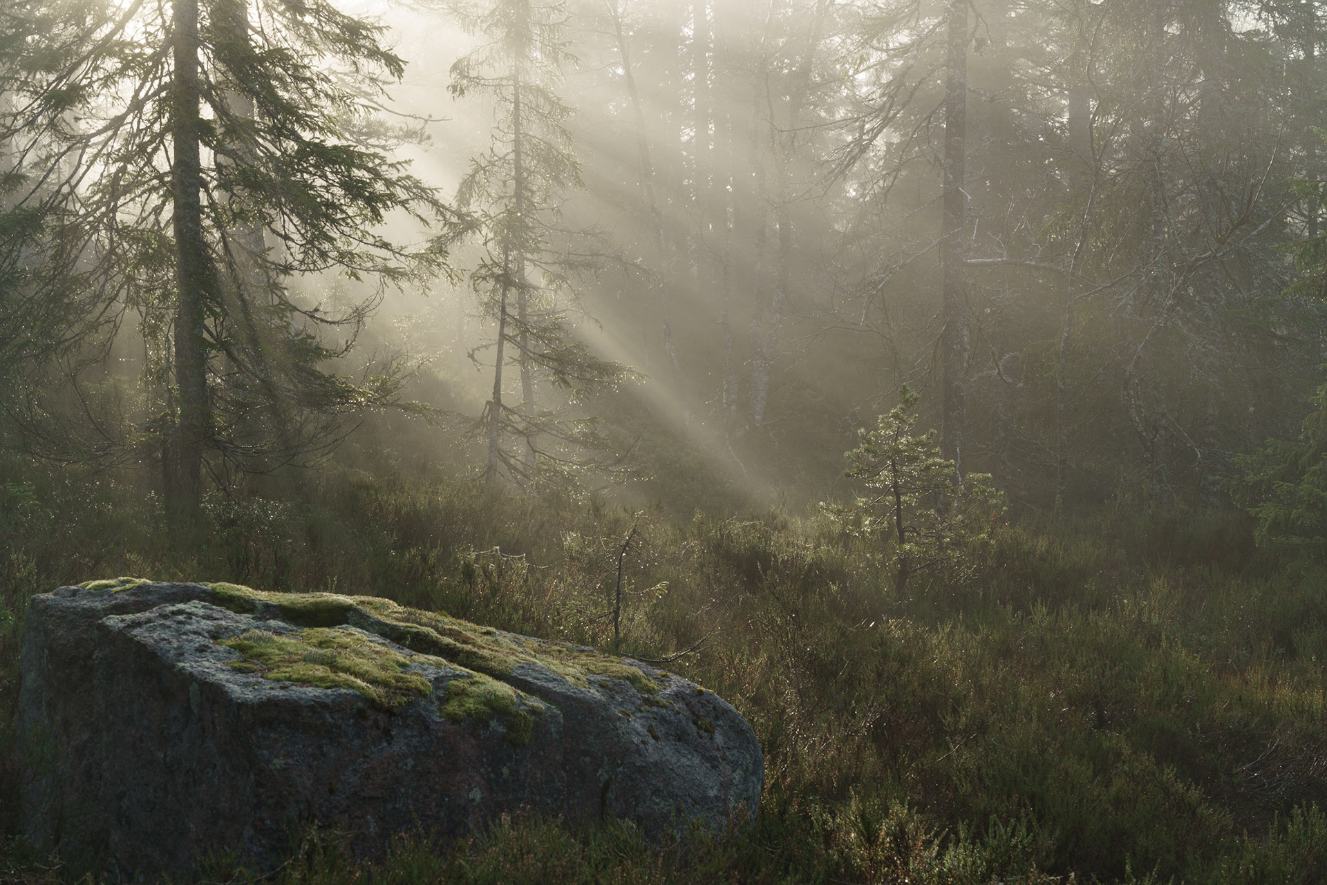 Tåke på Vakkertjernheia