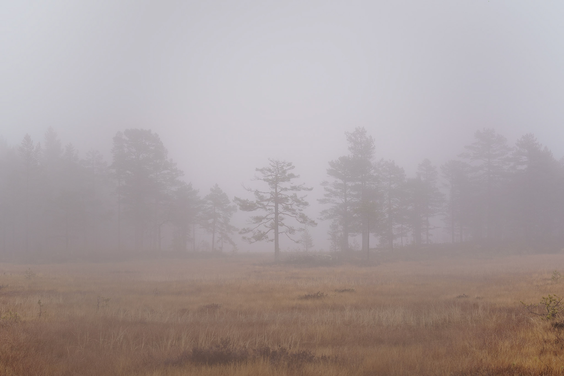 Vakkertjernheia i høsttåke