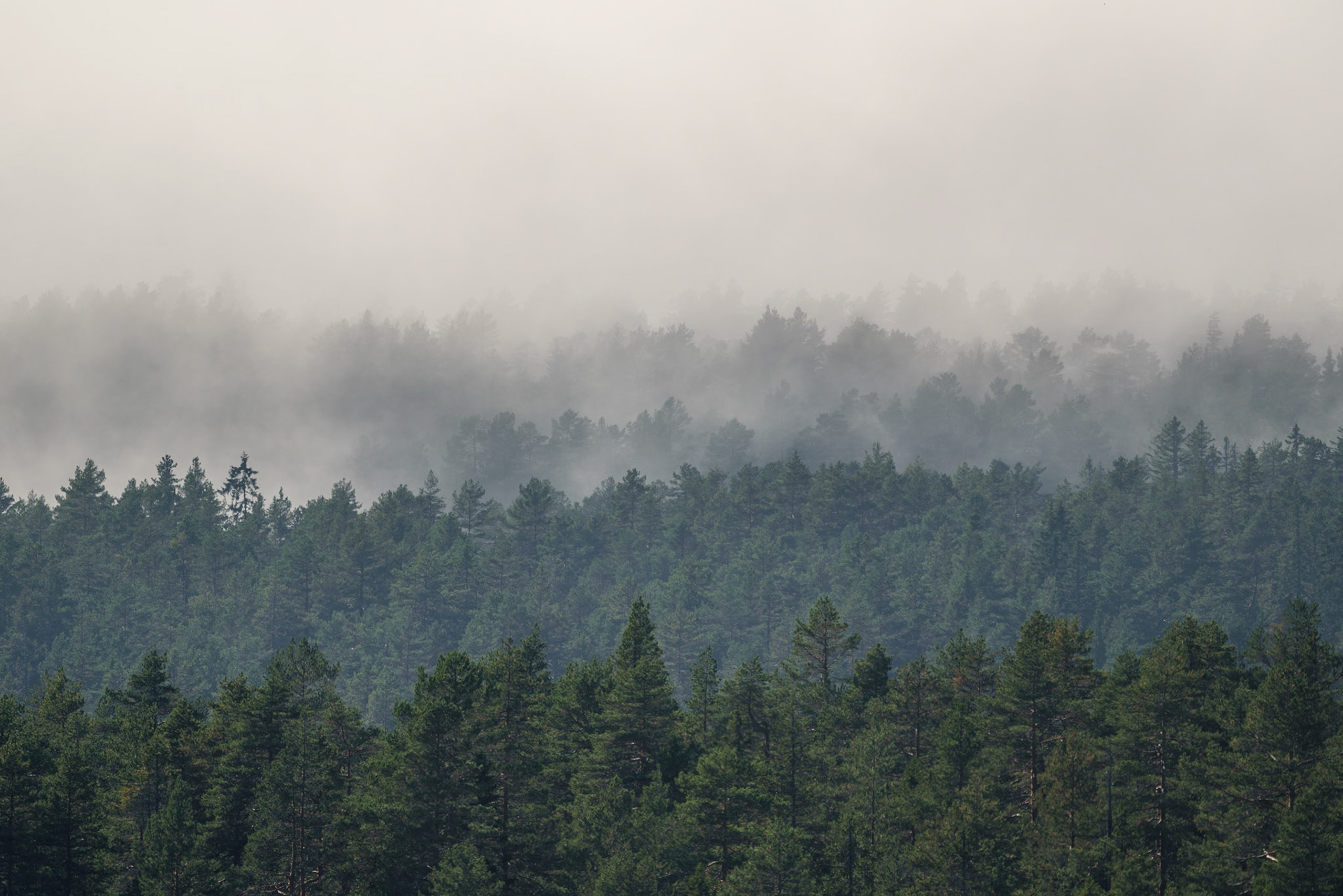 Tåka siger innover mot Nerdammen