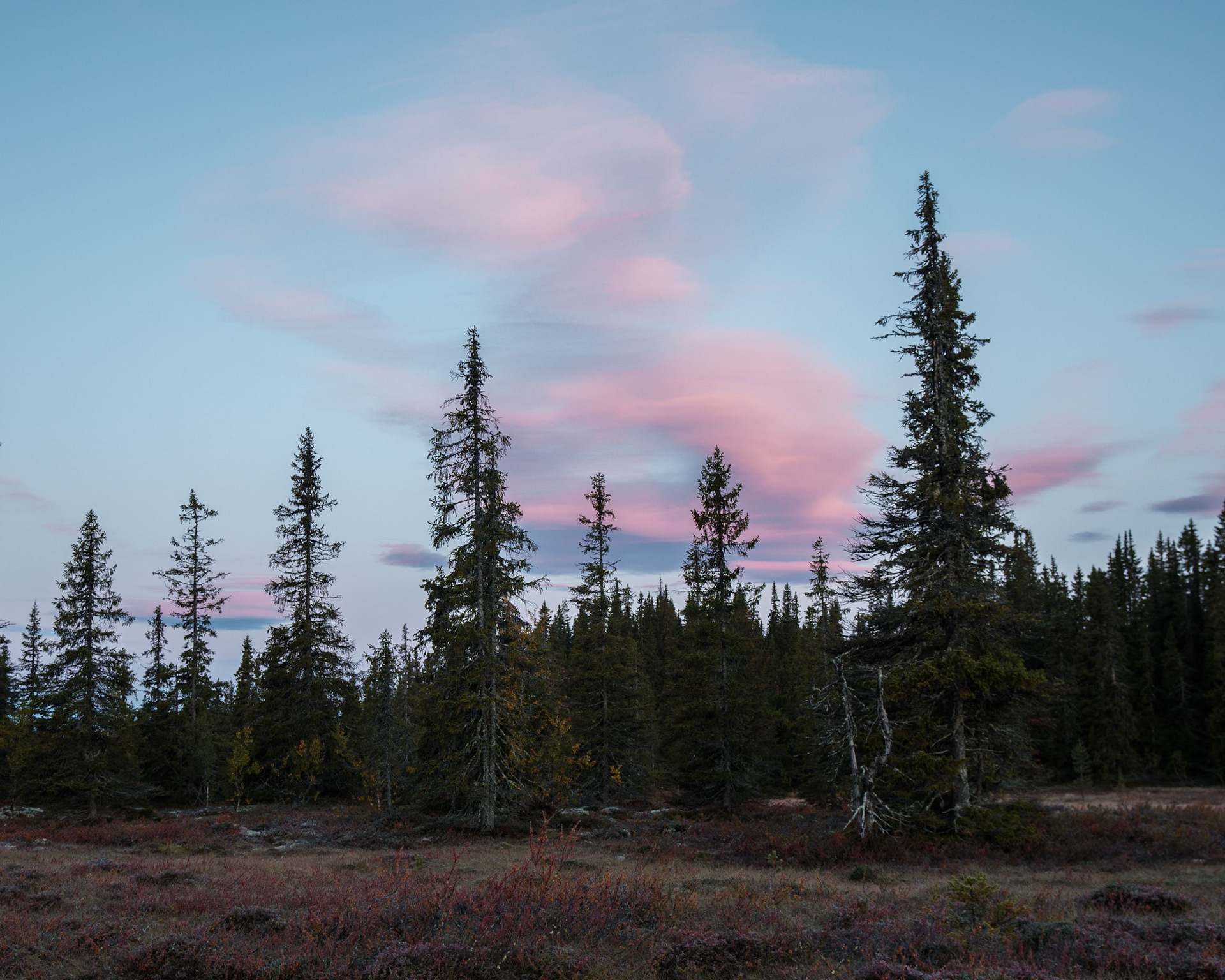 Høstmorgen i Småtjednskogen 2