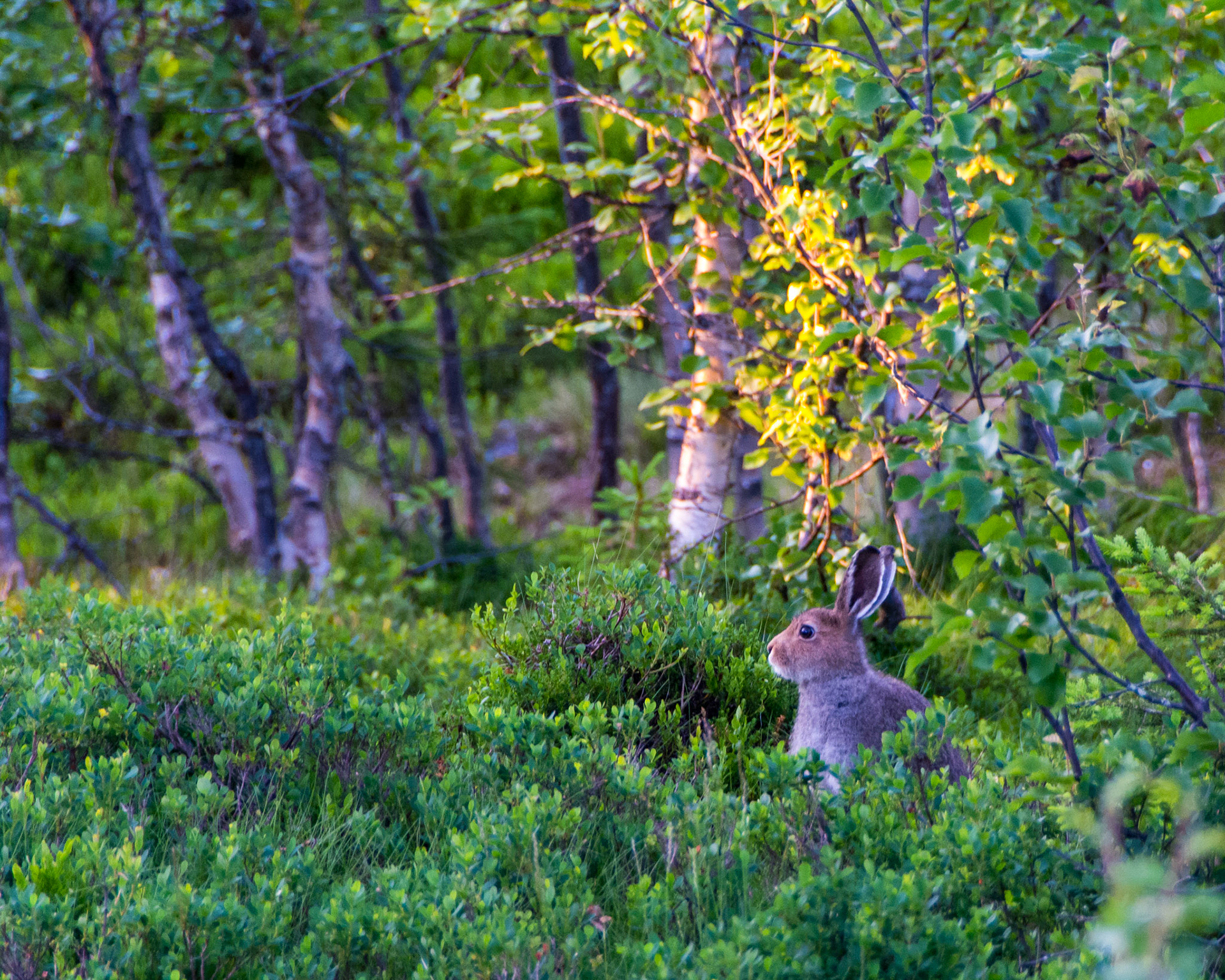Hareunge i Småtjednskogen