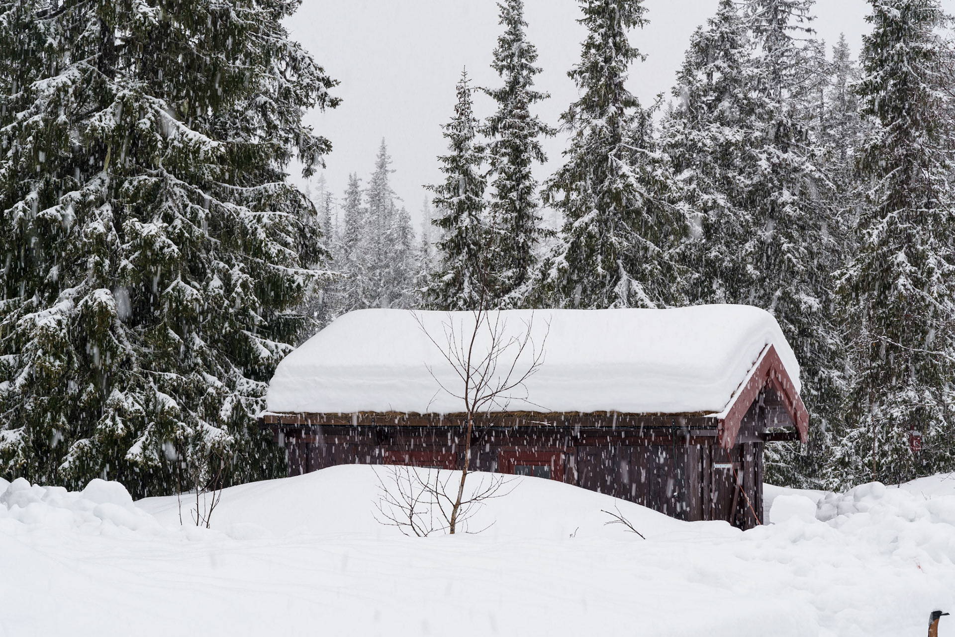 Snøfall i Småtjednskogen