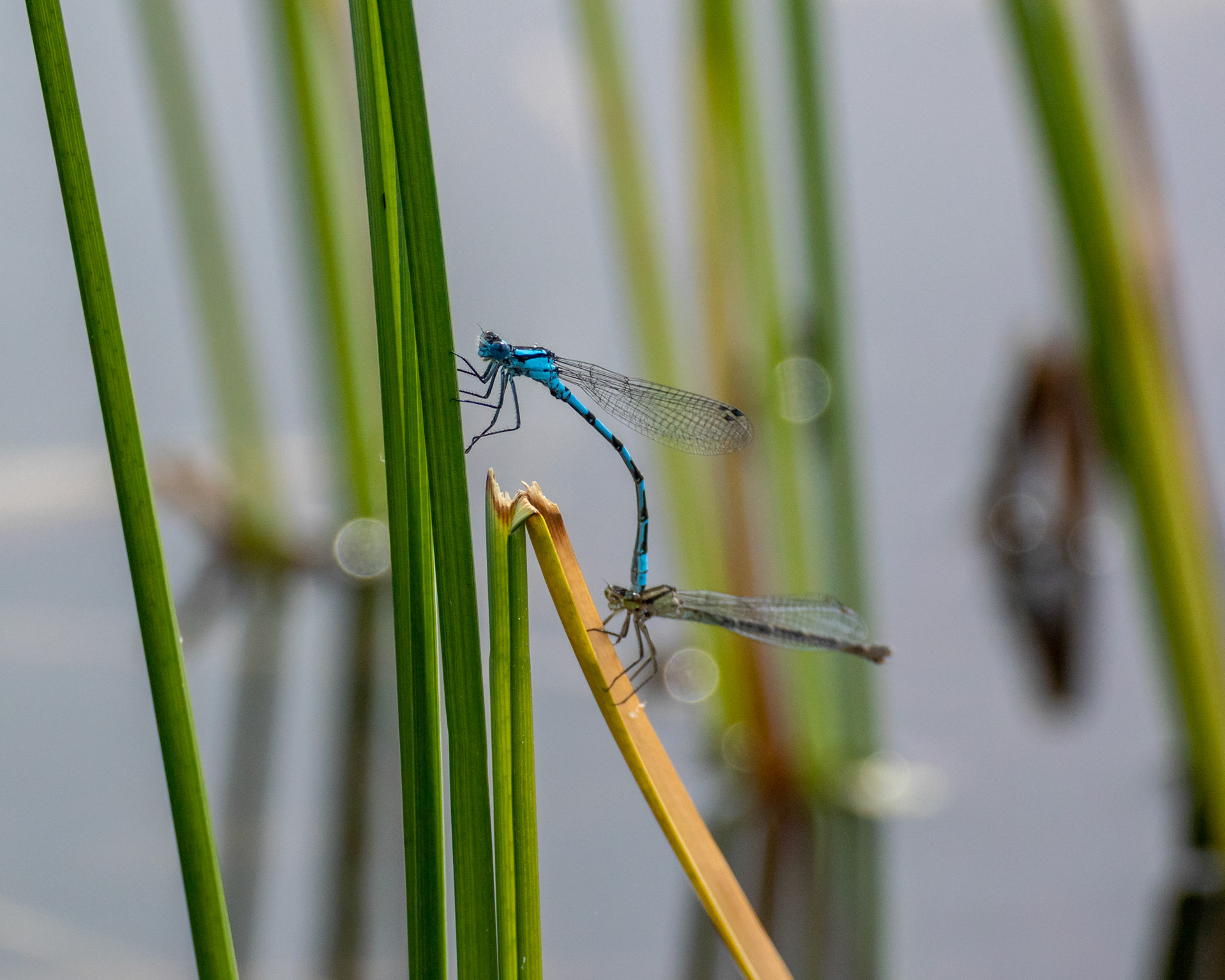 Øyenstikkere i Goliaten