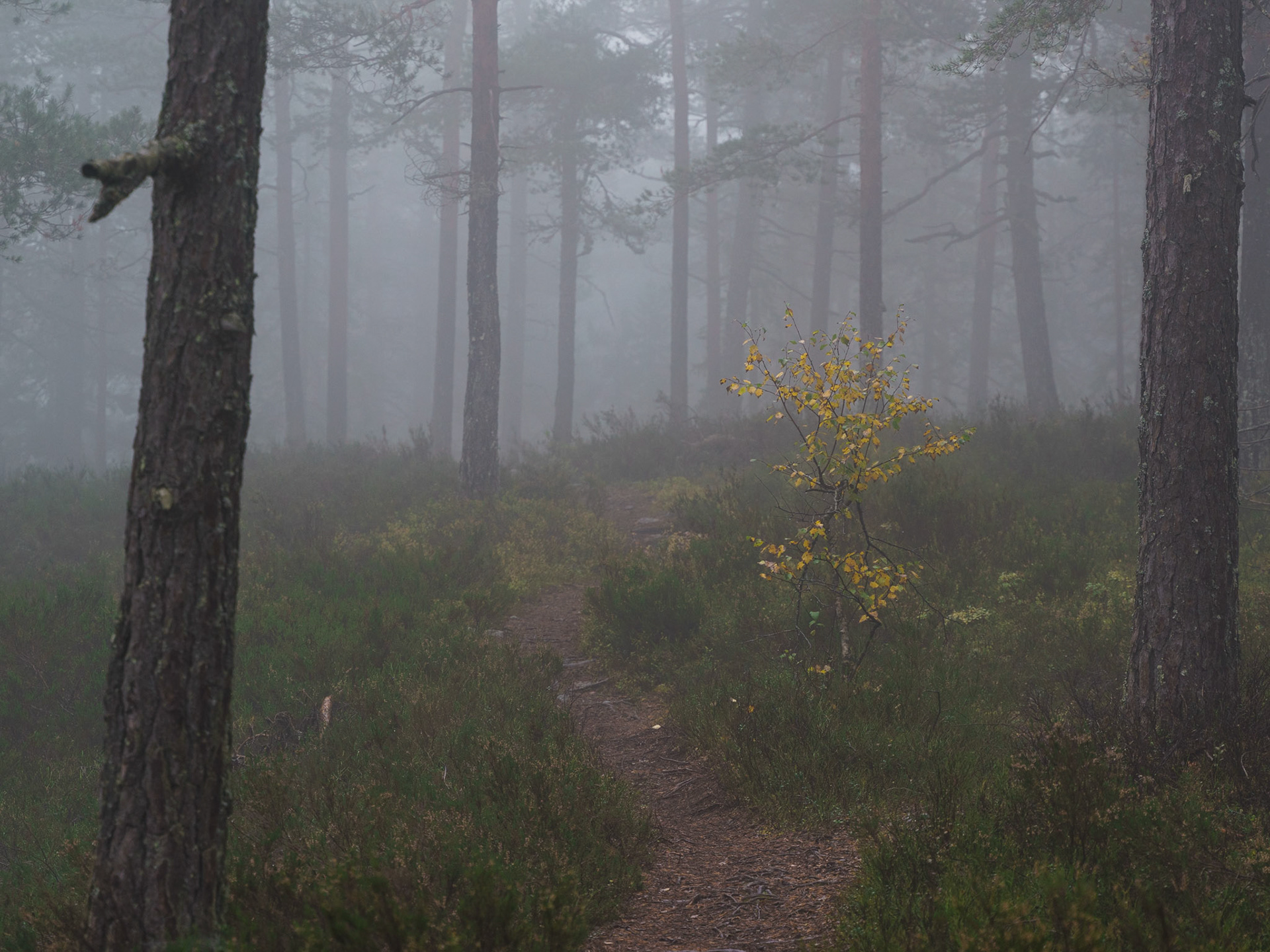 Bjørketre i tåke på Landballbrenna