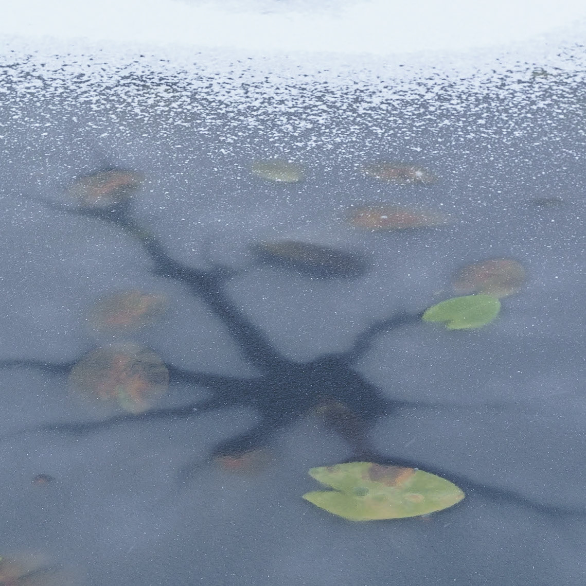 Frosne vannliljer på Vakkertjernheia