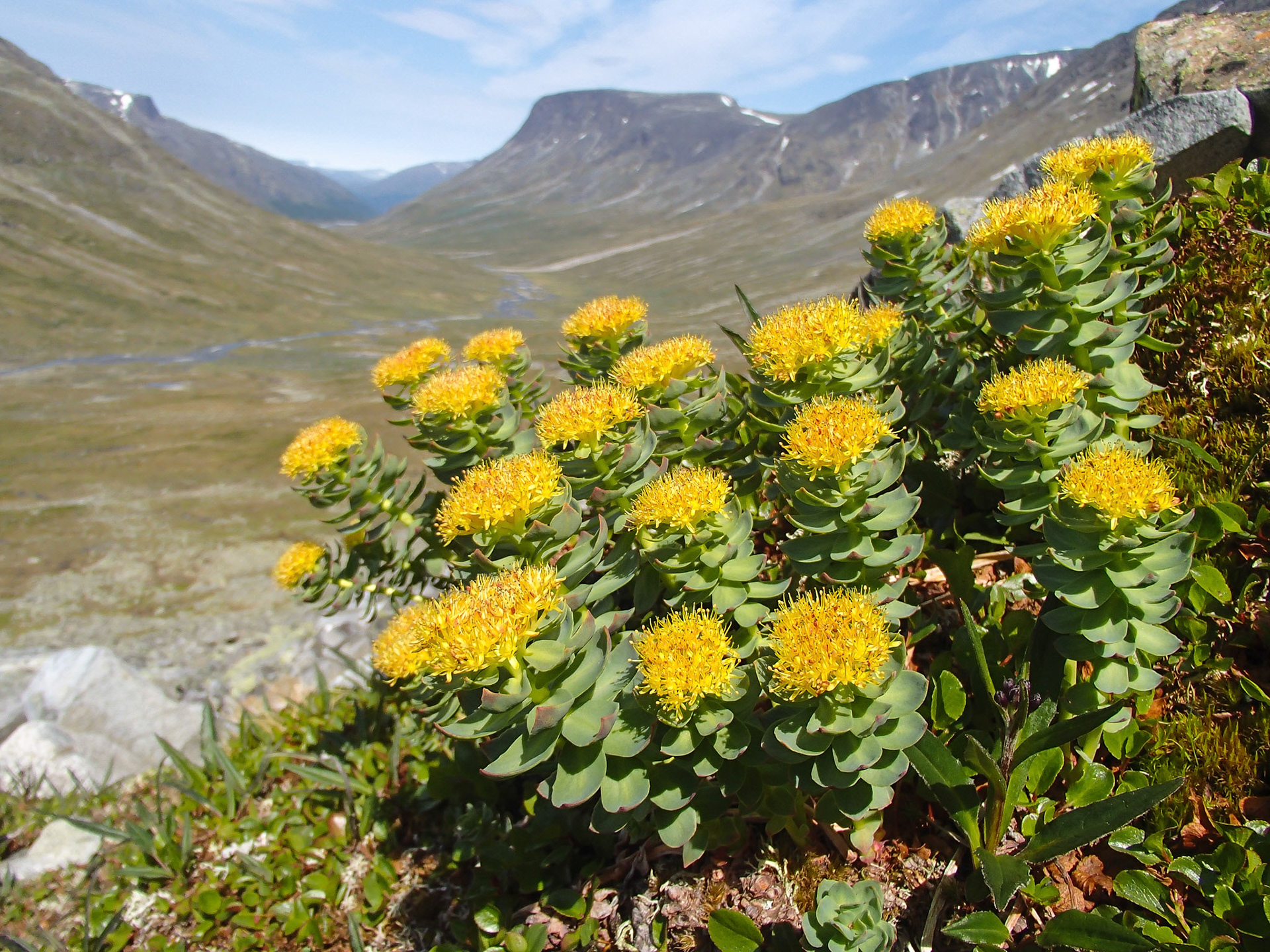 Rosenrot i Visdalen