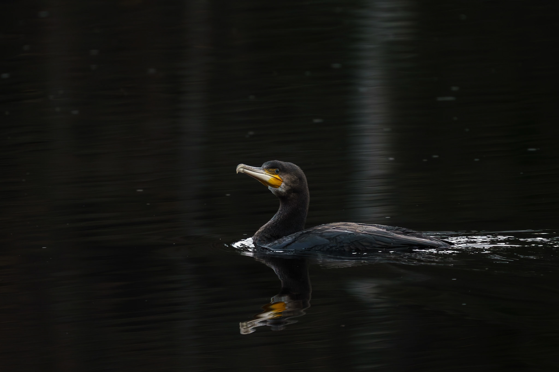 Skarven i Hvalsdammen