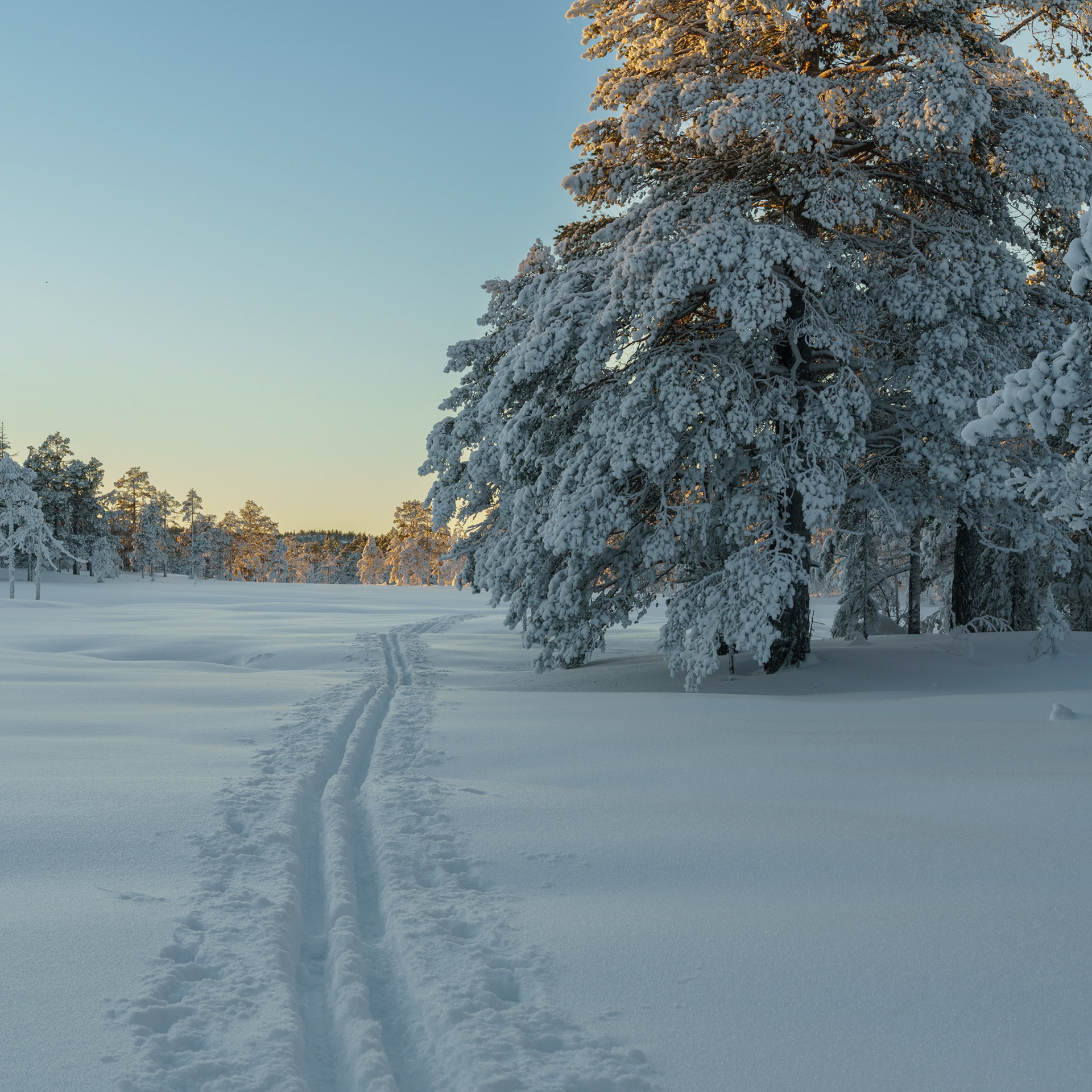 Skispor på Vakkertjernheia