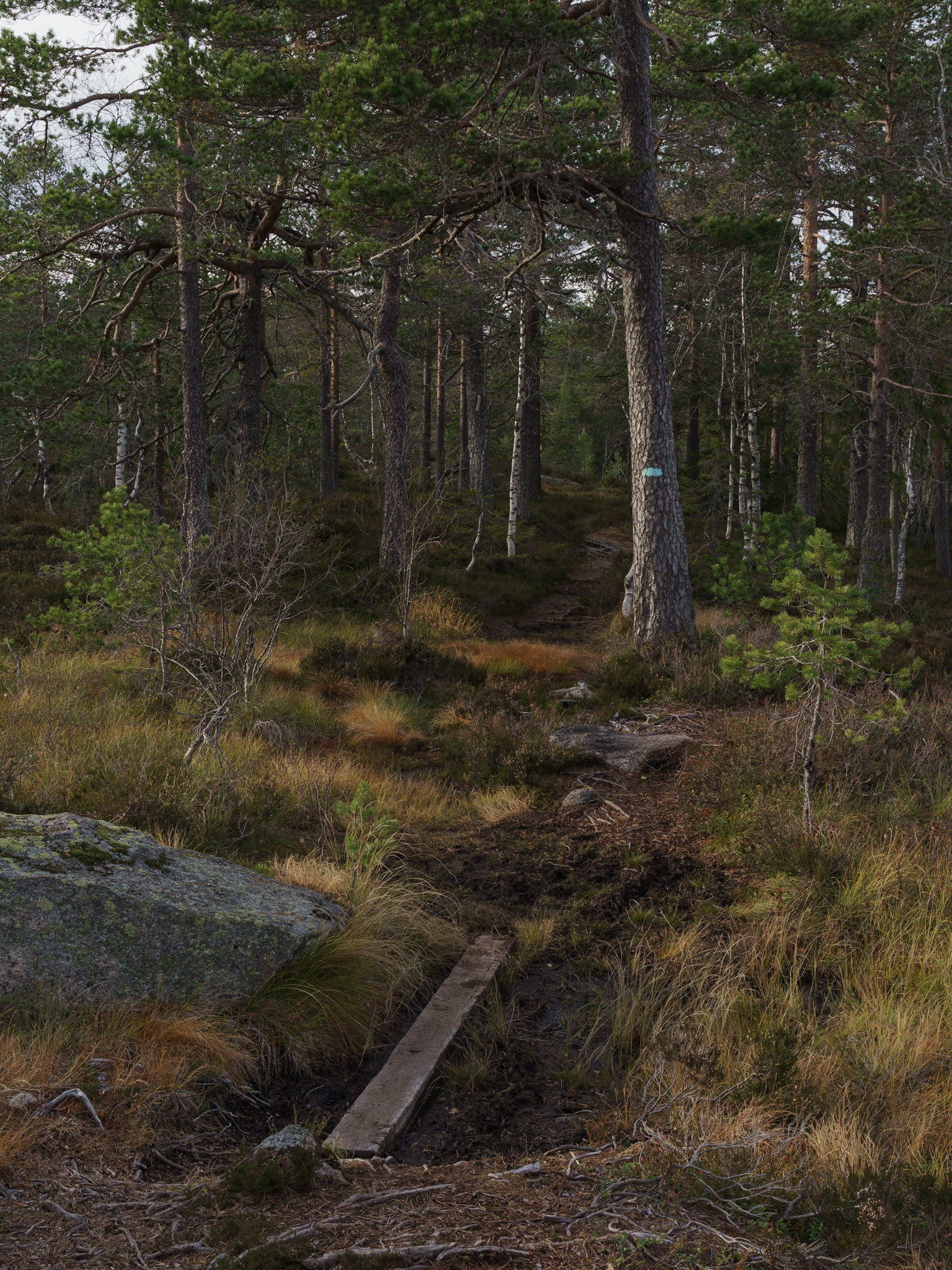 Blåstien ved Vakkertjern