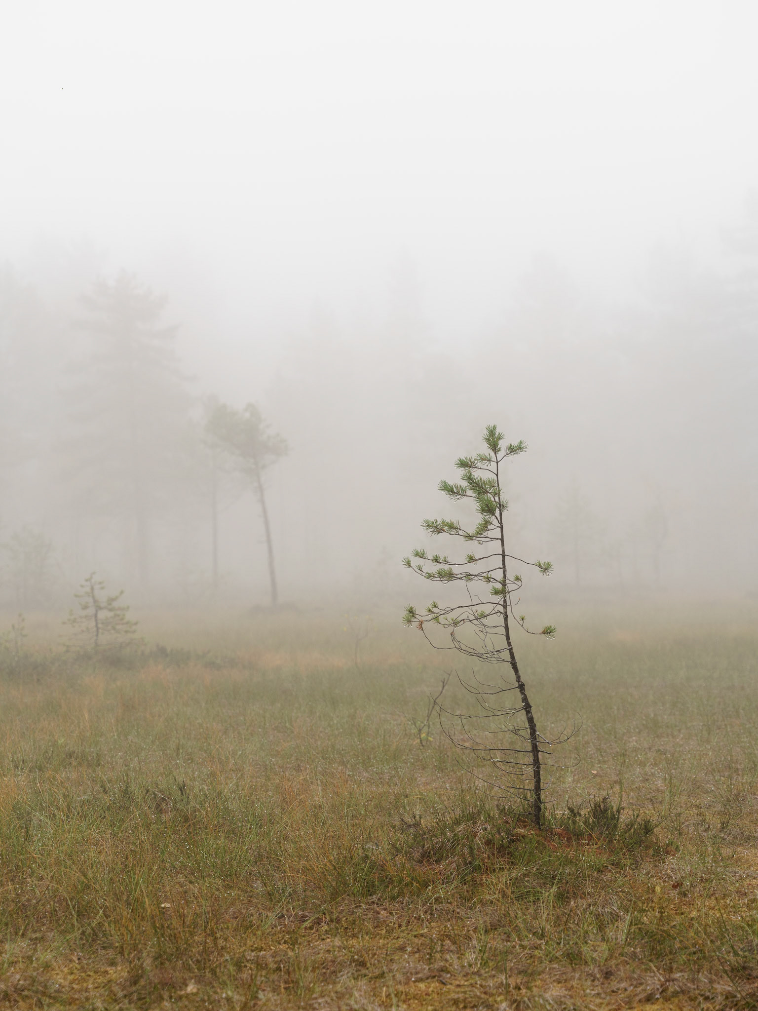Furubusk i tåke på Landfallbrenna