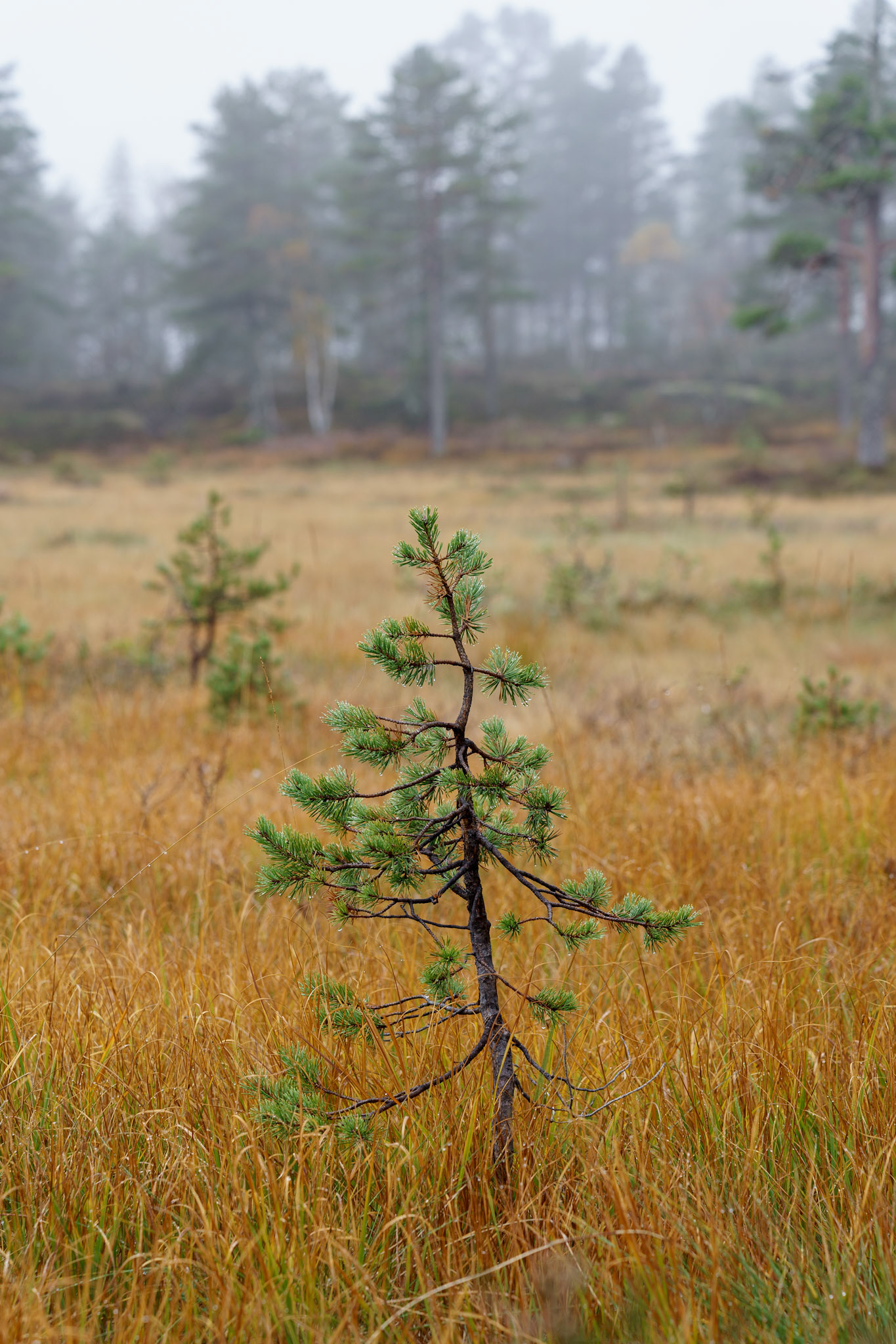 Furubusk på Tverråsen