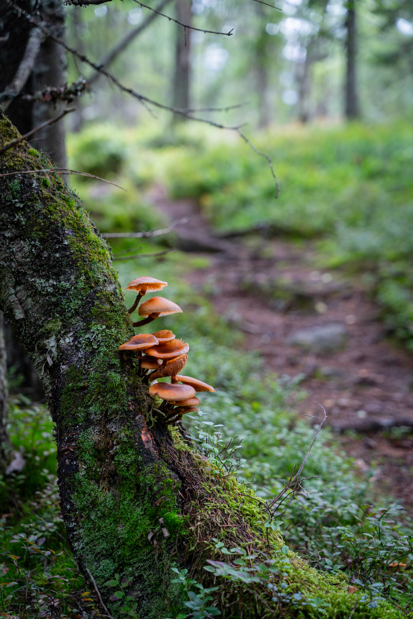 Sopp på Vakkertjernheia