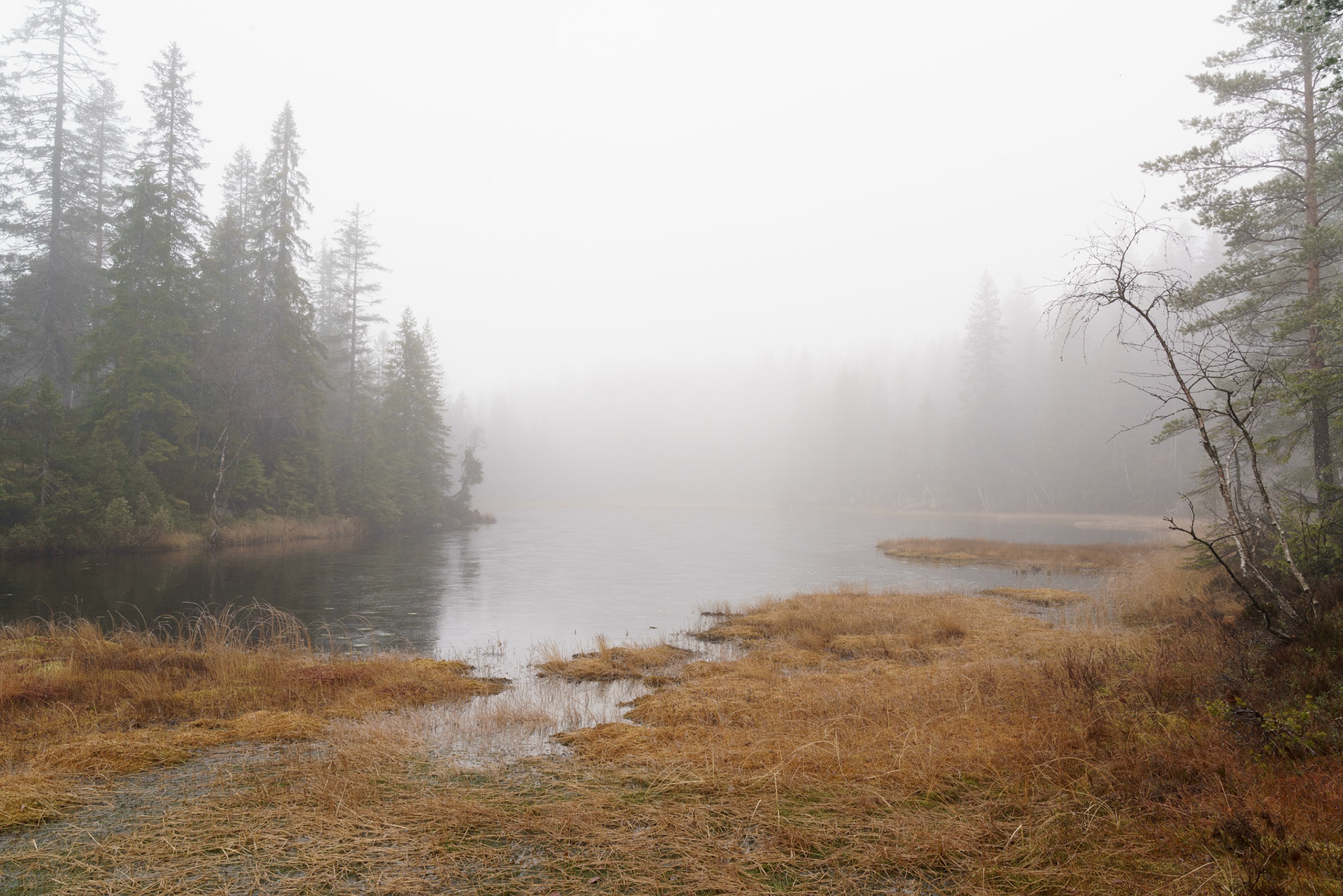 Tjuvtjern i høsttåke