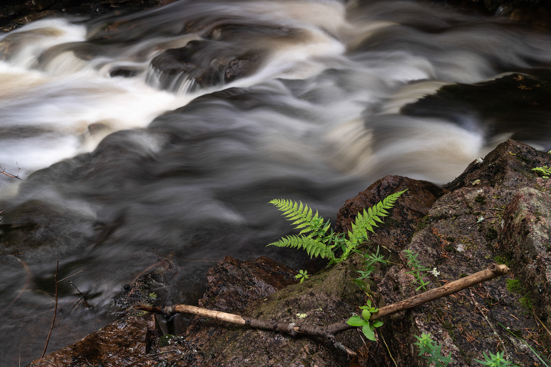 Bregne ved Myrseterbekken