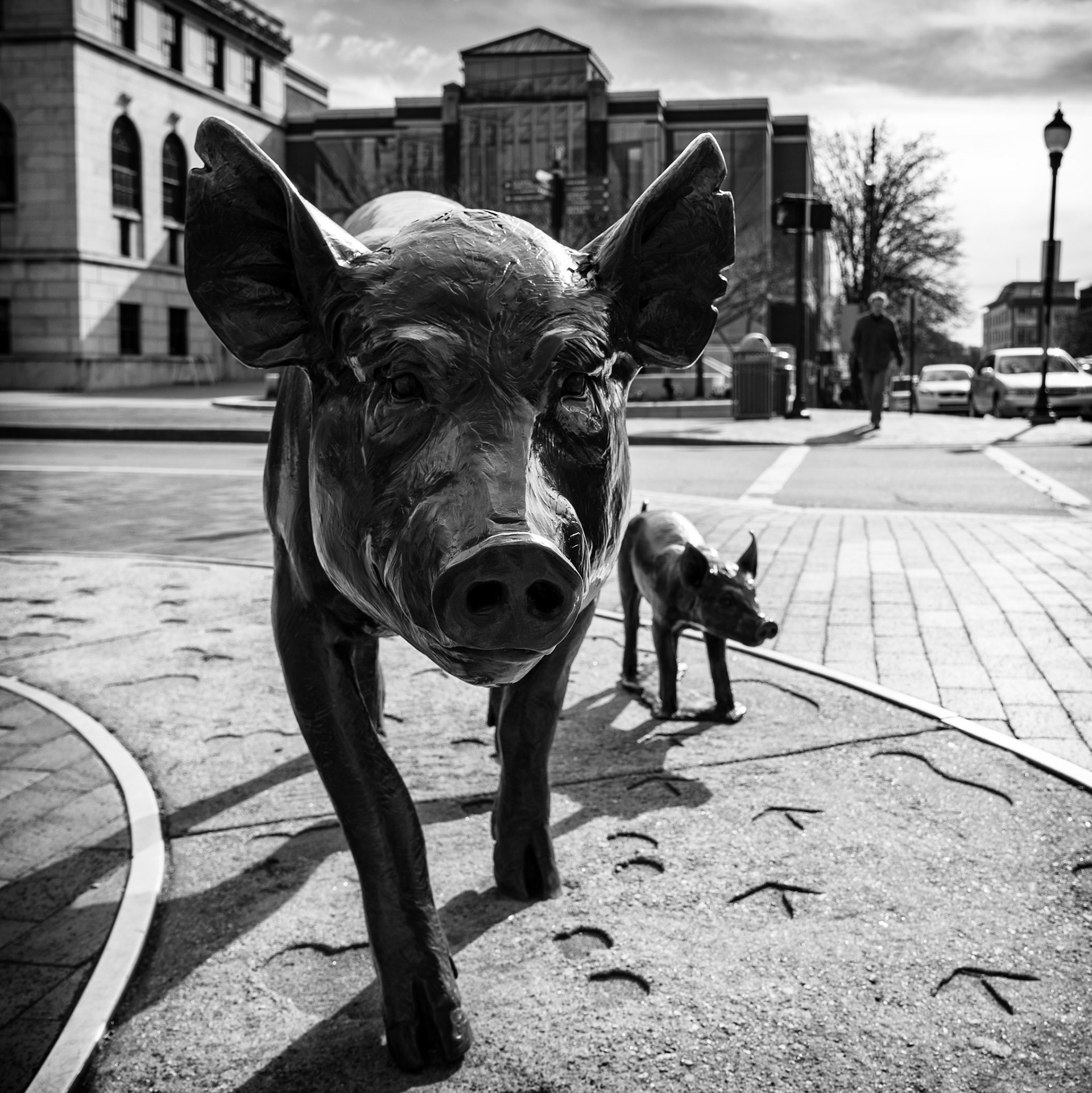 Pig Noir