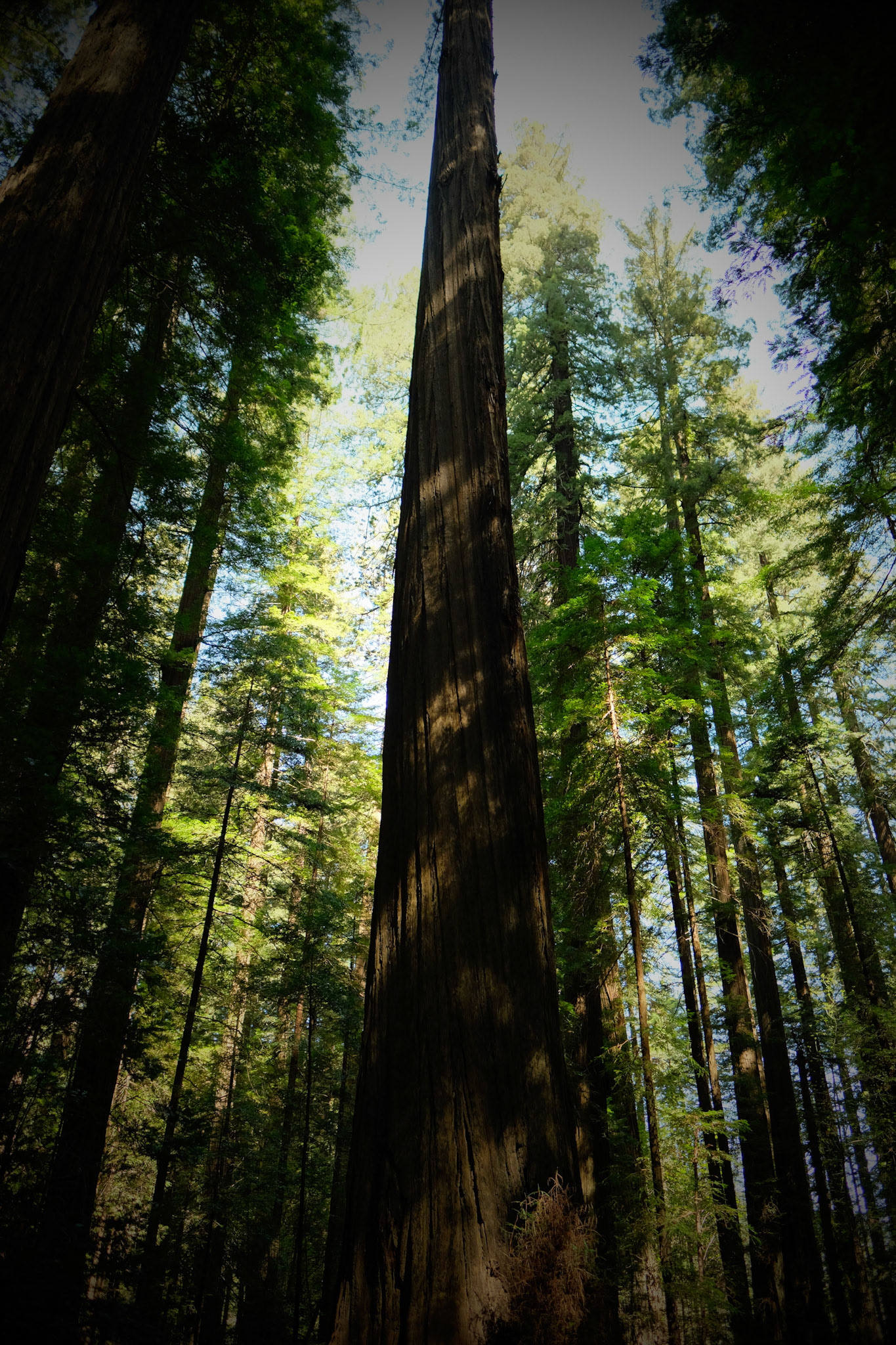 Redwoods No 2