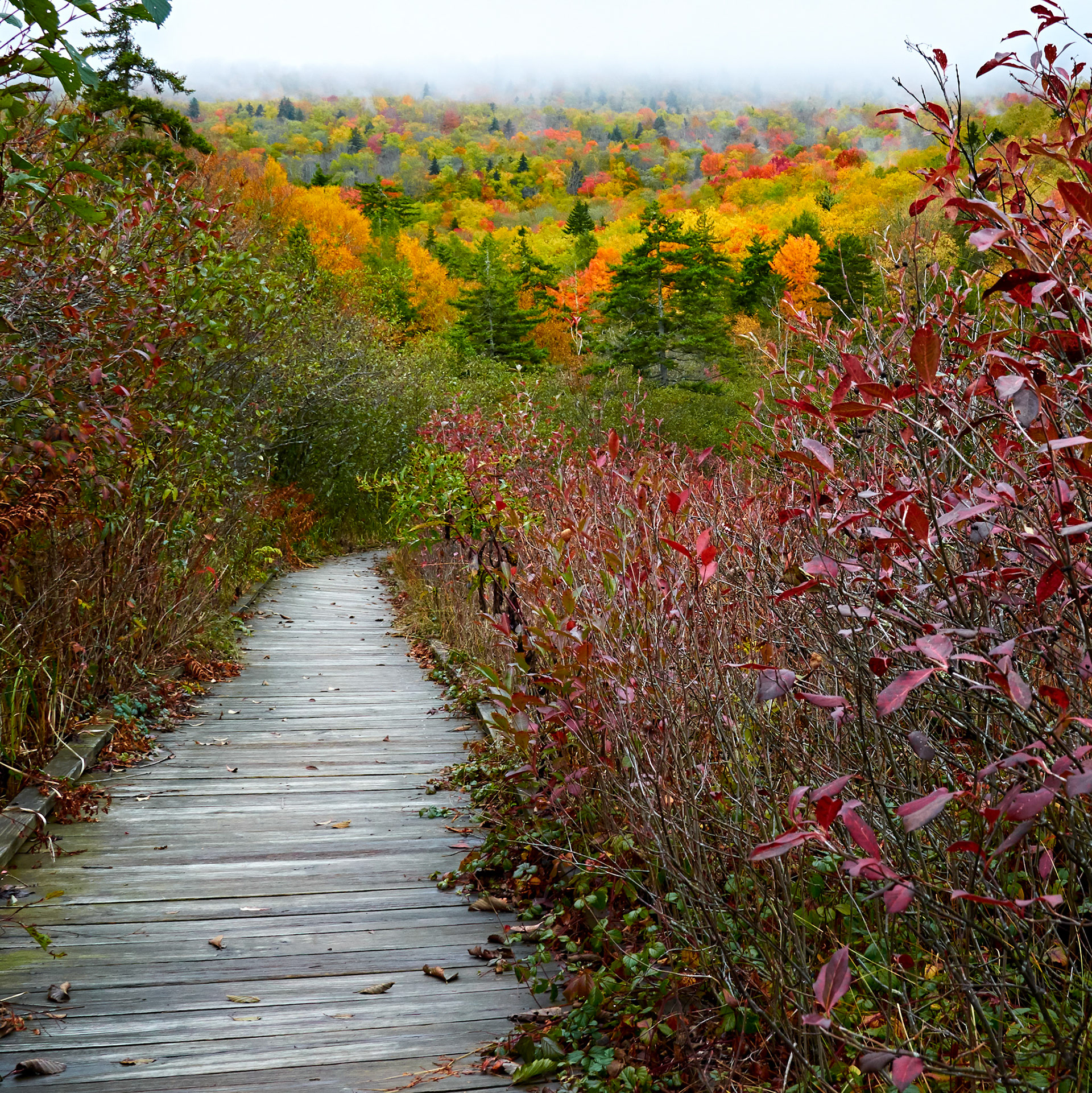 Nature Walk