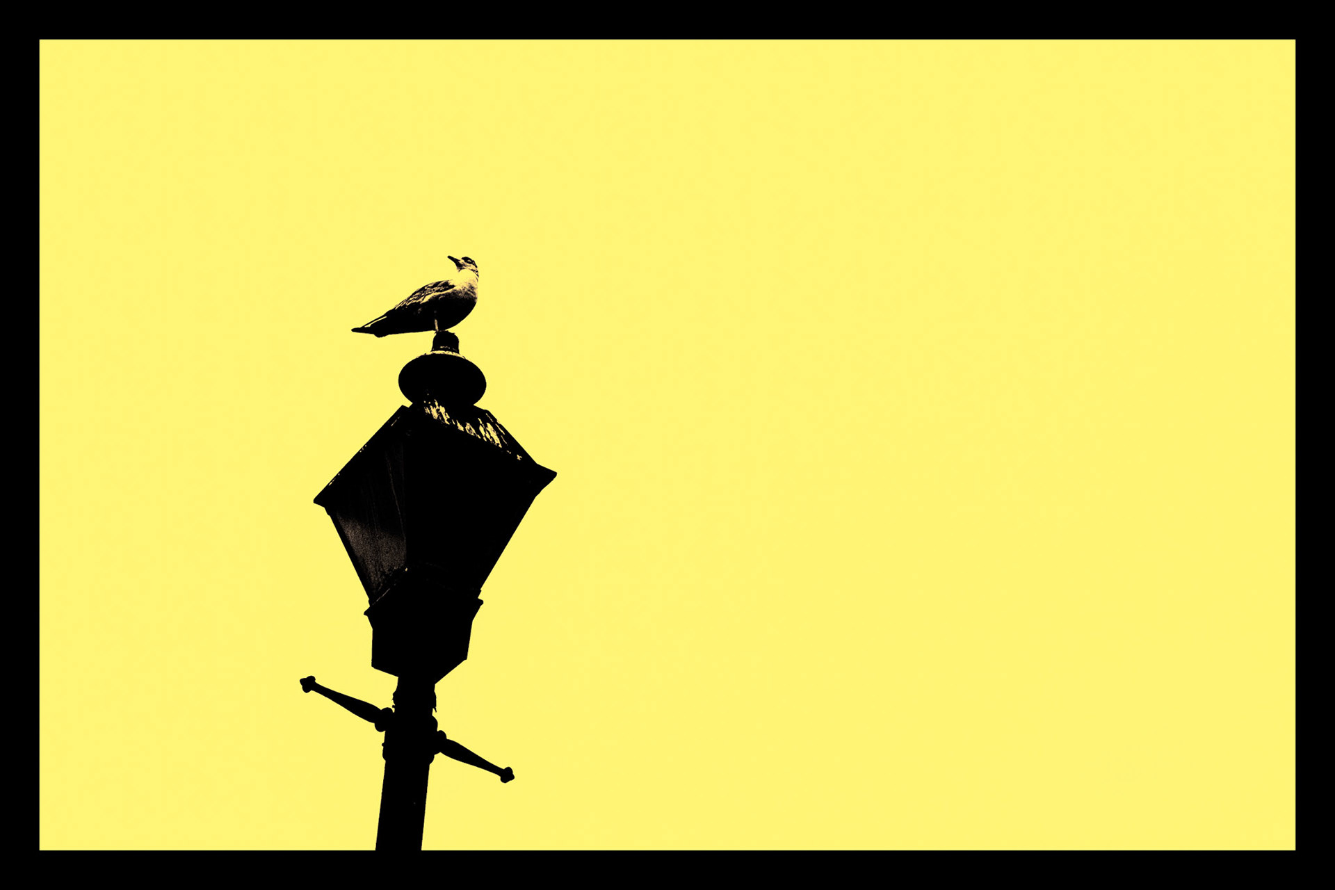 Just a Seagull