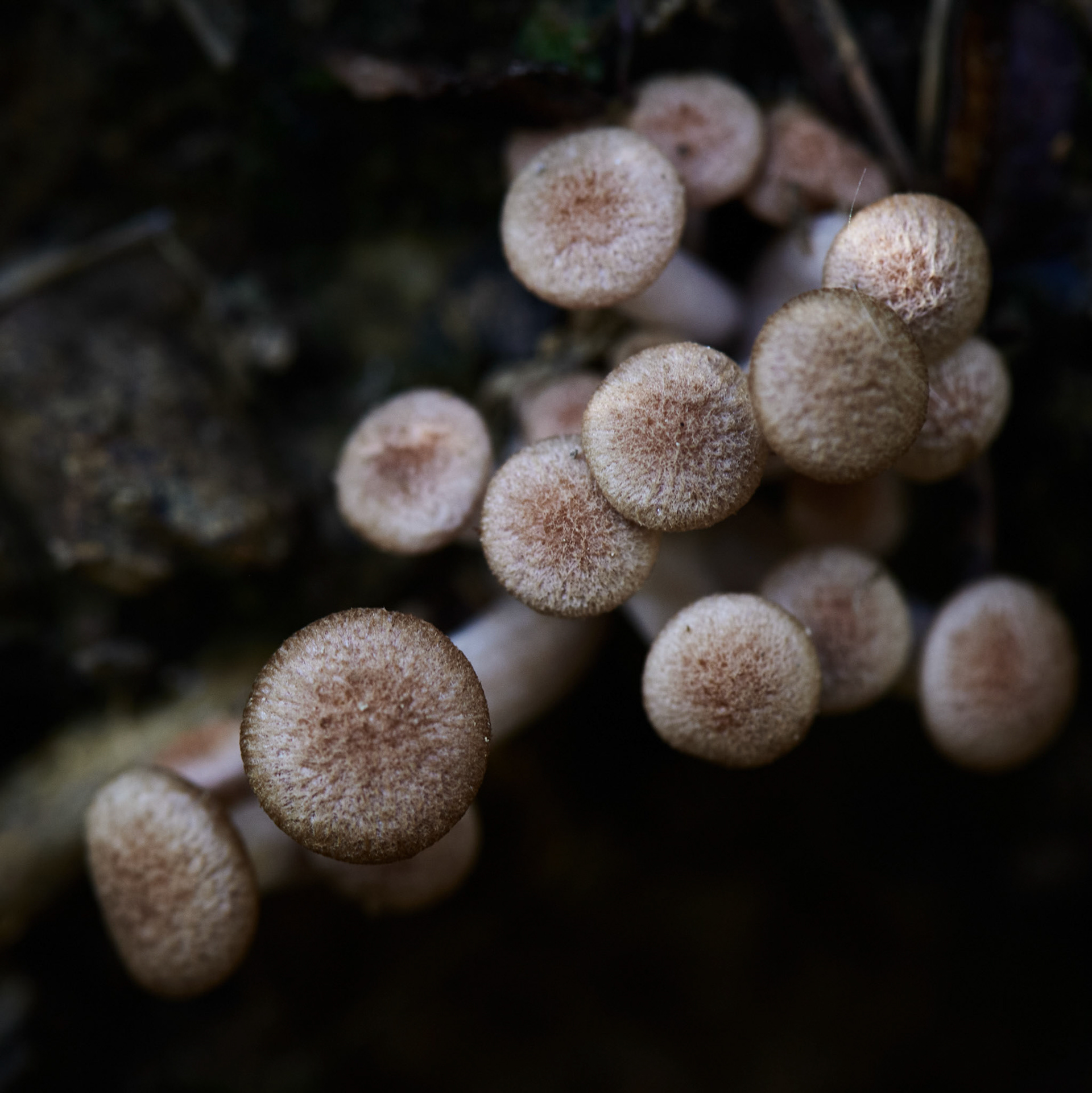 Mushrooms No 1