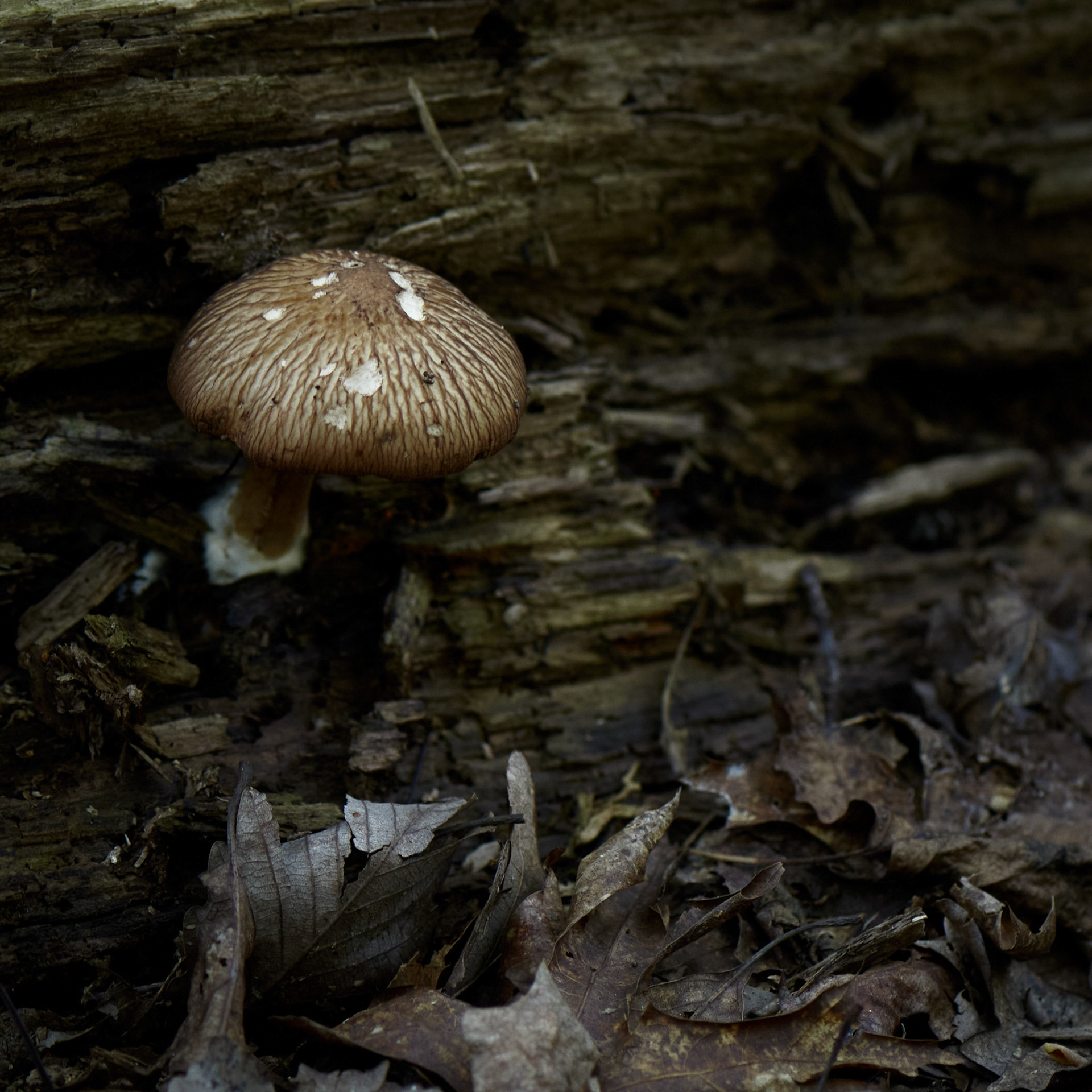 Mushrooms No 4