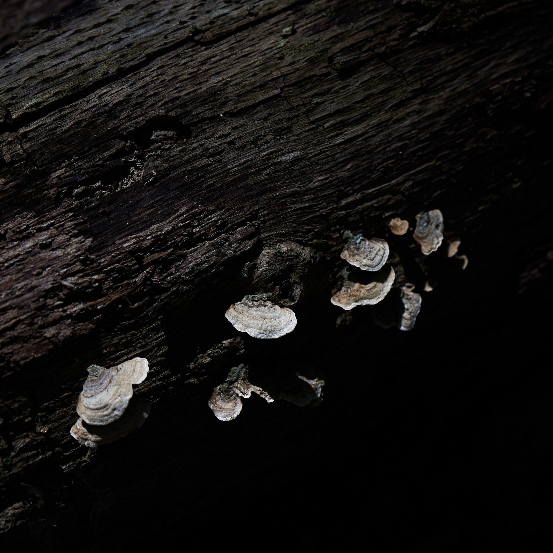 Mushrooms No 10