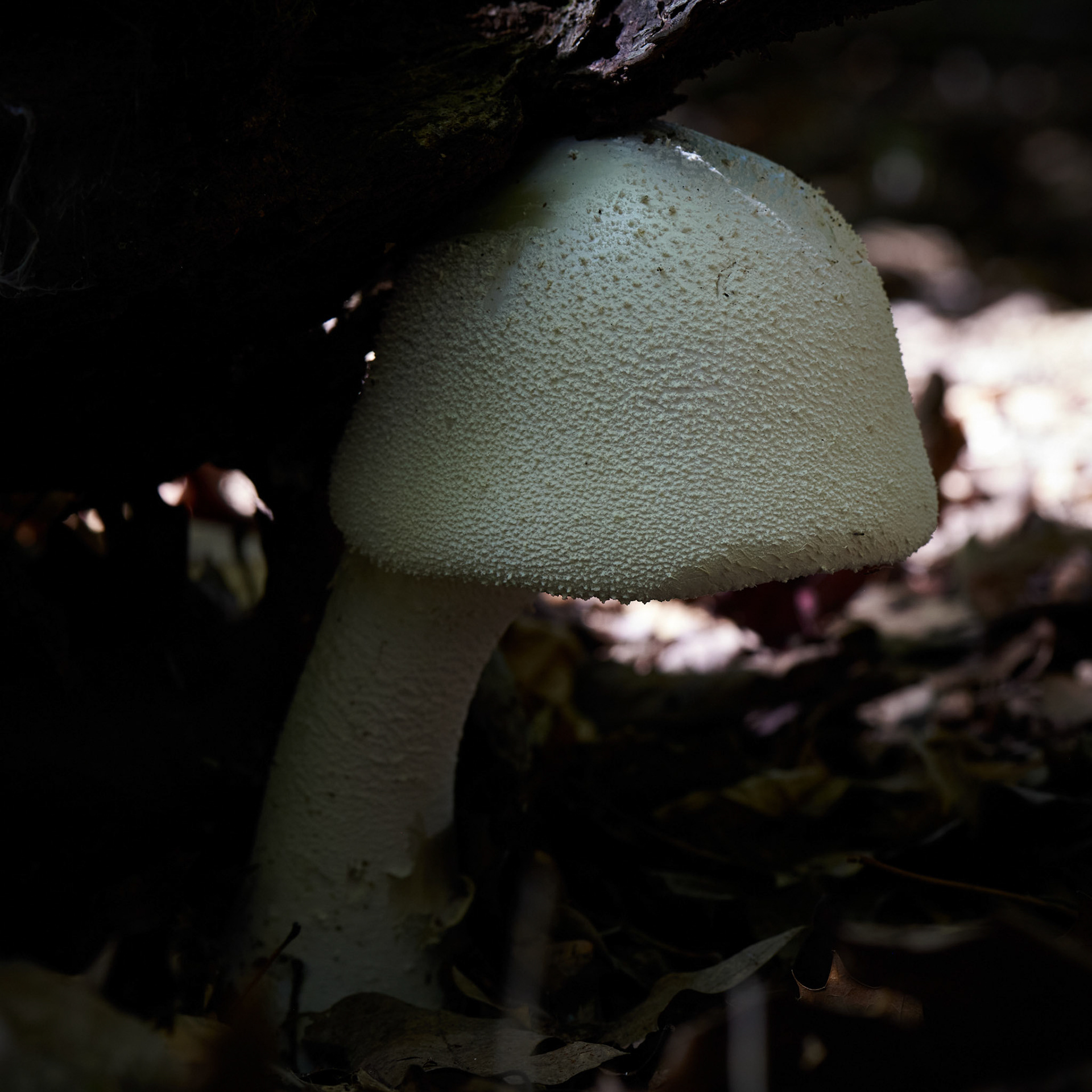 Mushrooms No 11