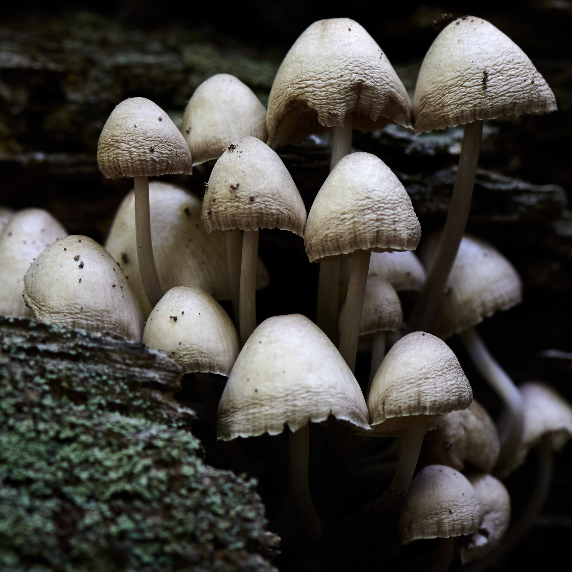 Mushrooms No 9