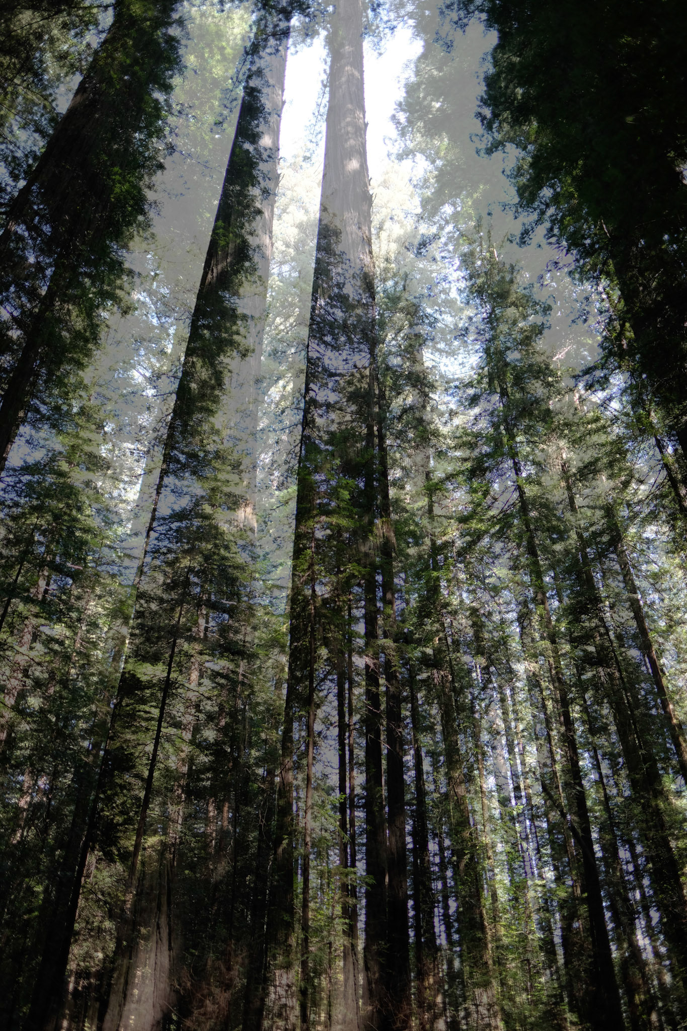 Redwoods No 3 (Double Exposure)