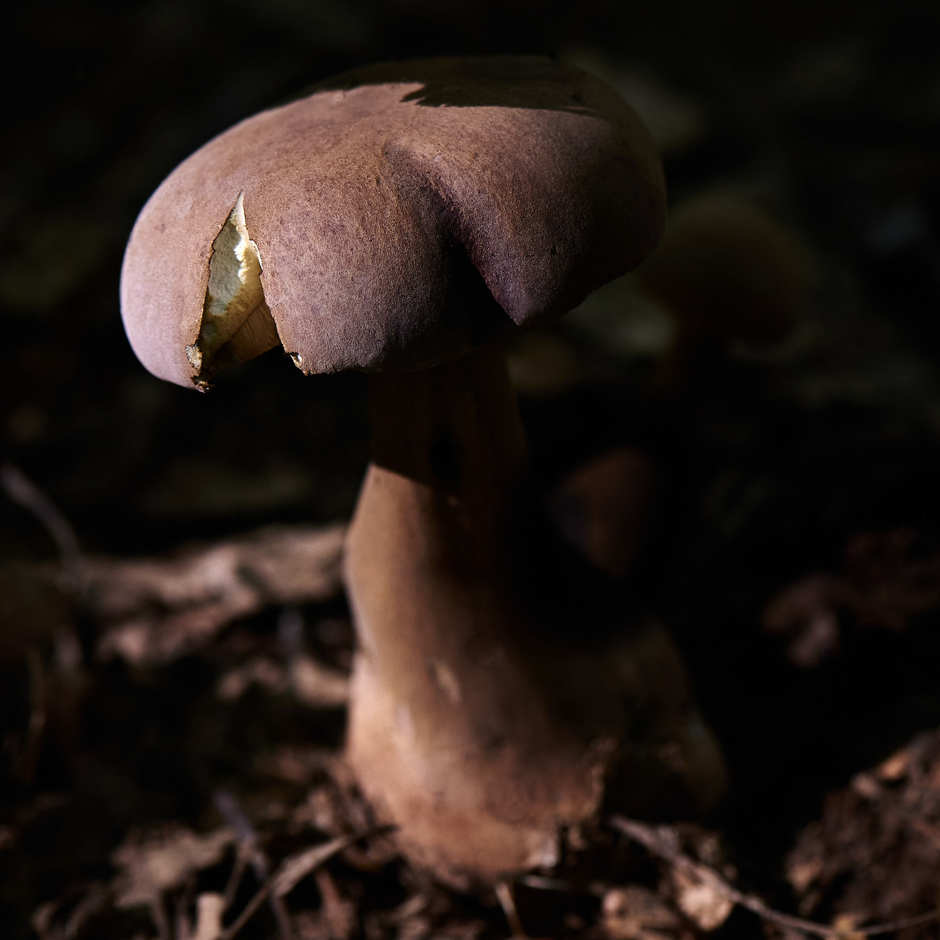 Mushroom