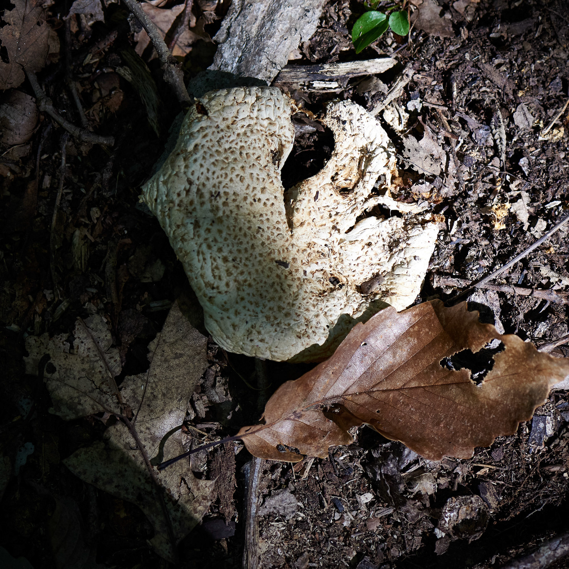 Mushroom No 8