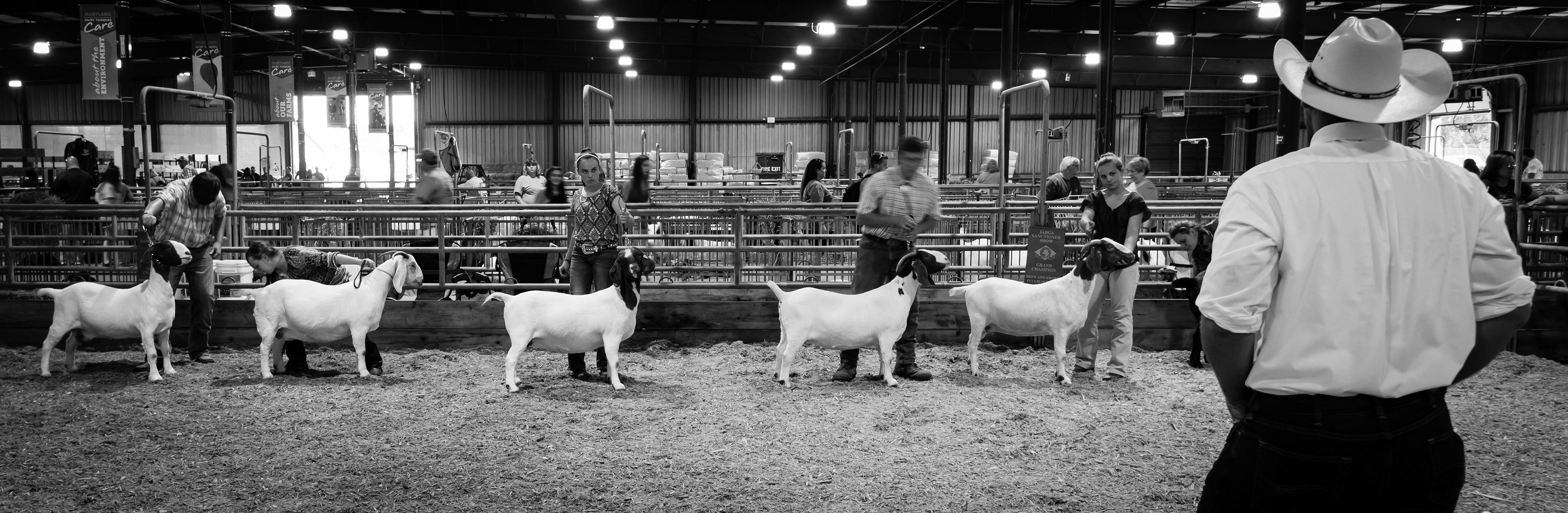 Goat Show