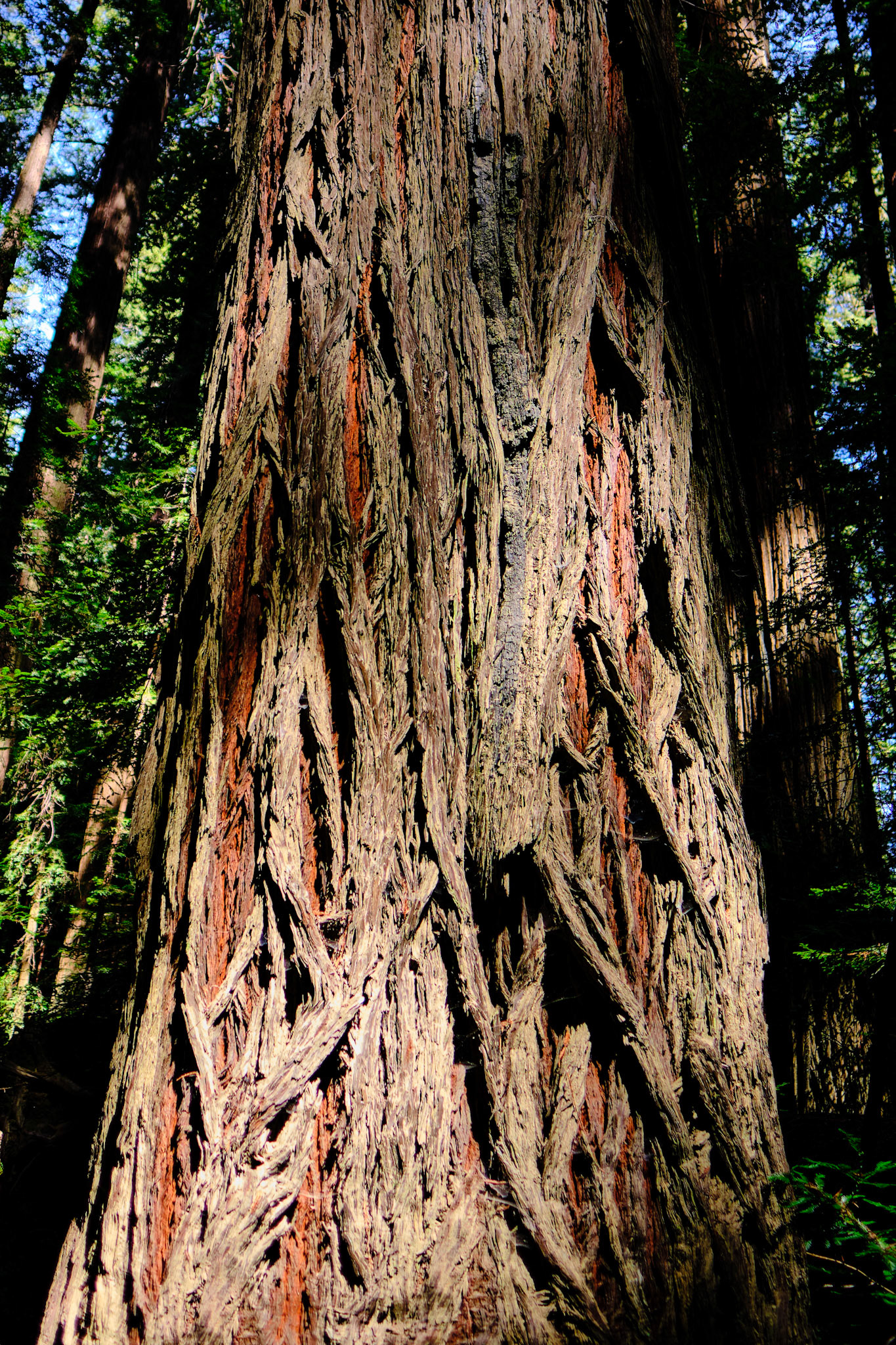 Bark Detail