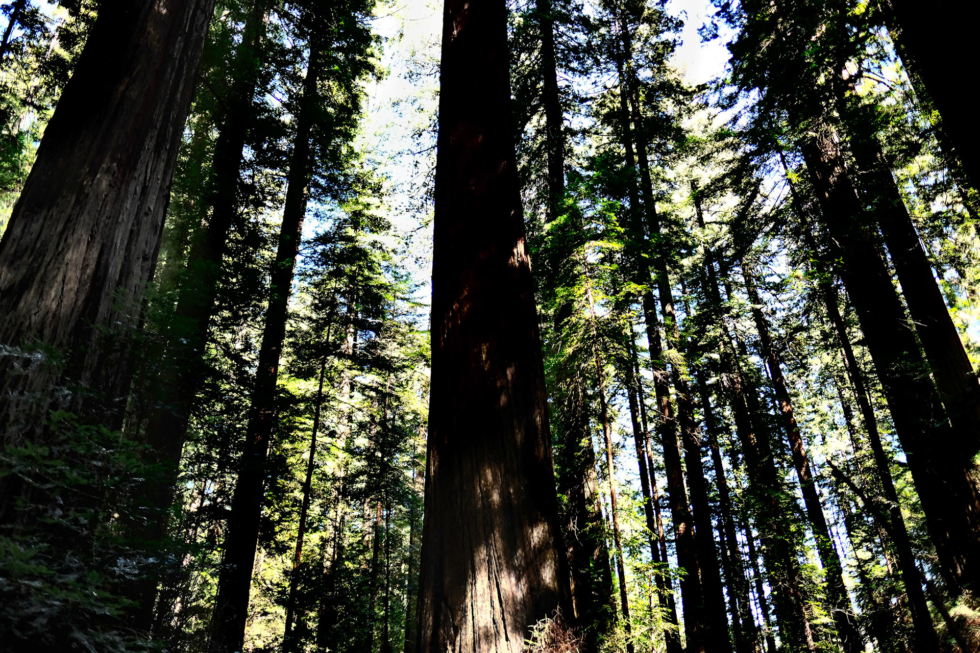 Redwoods No 1