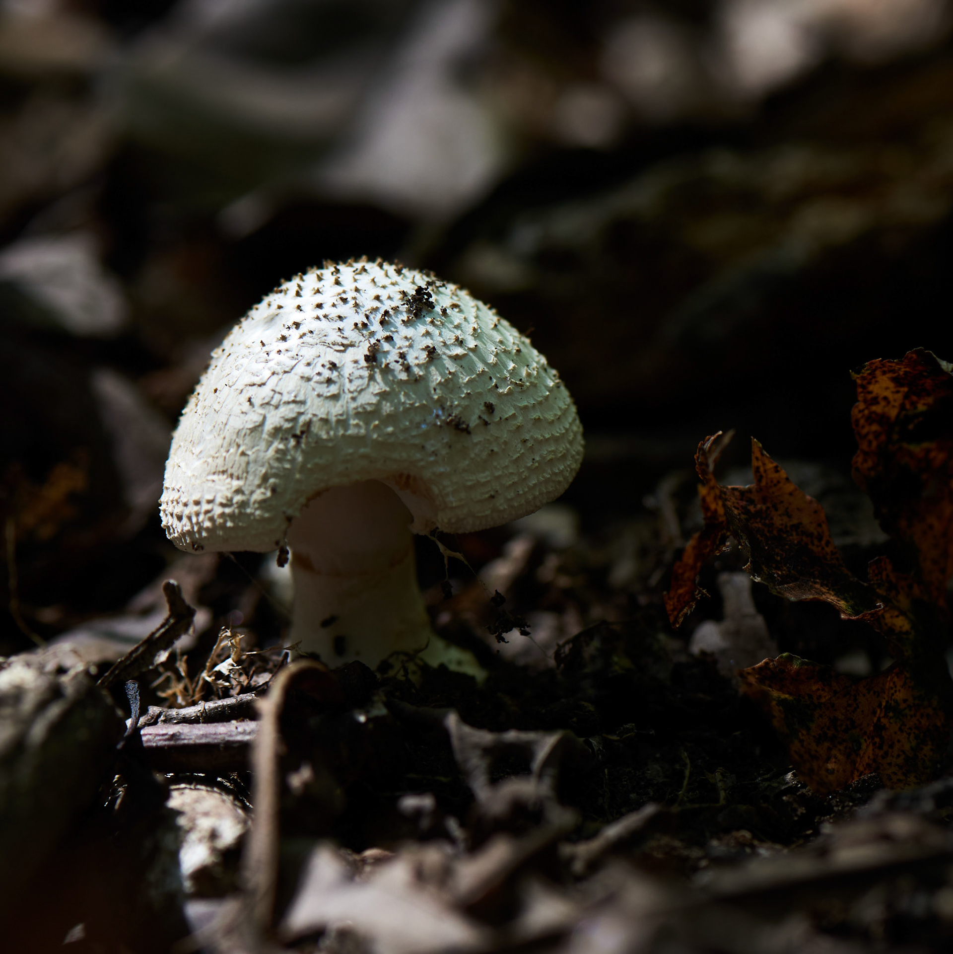Mushroom No 6