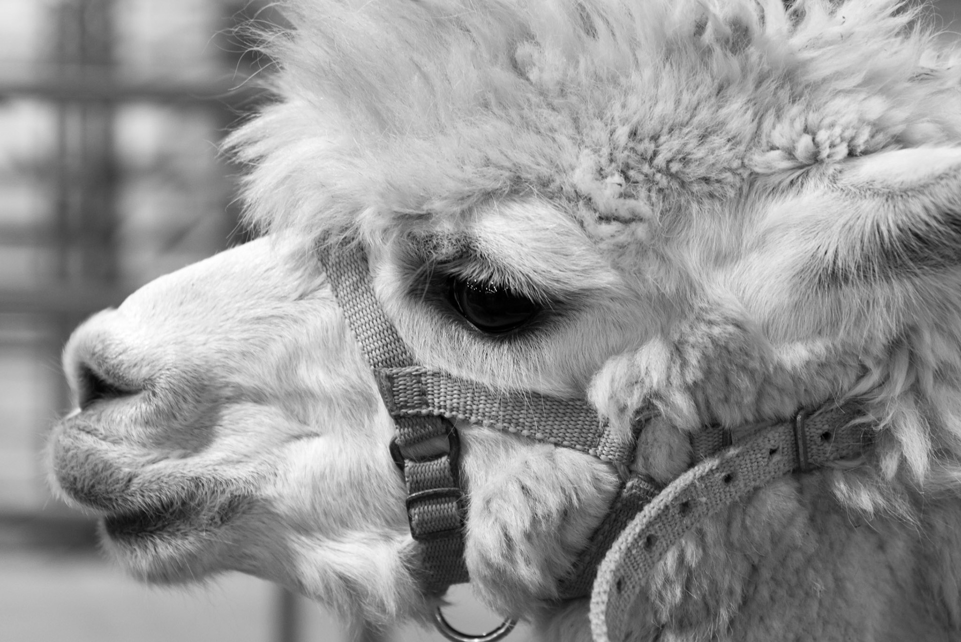 Alpaca No 12