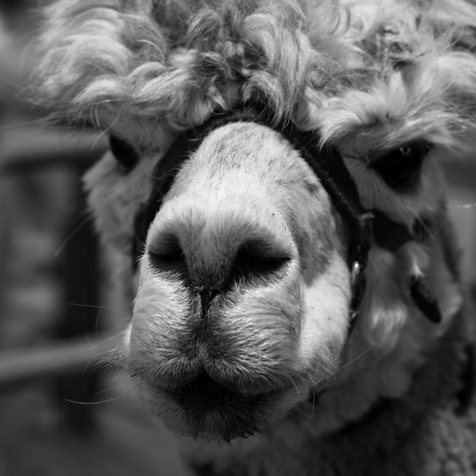 Alpaca