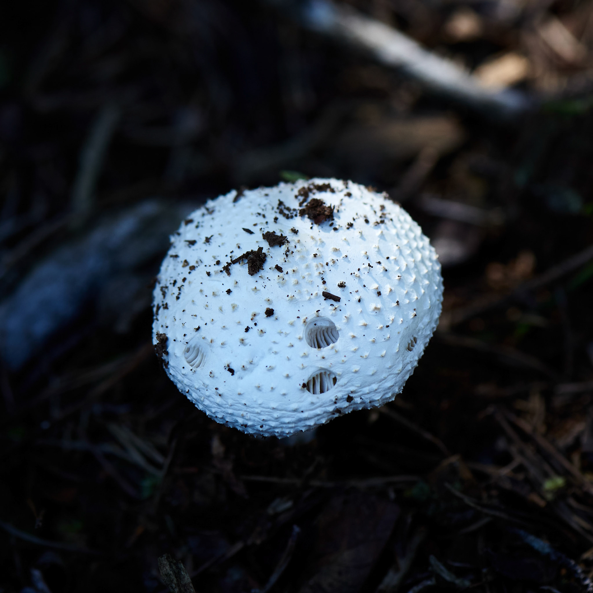 Mushrooms No 2