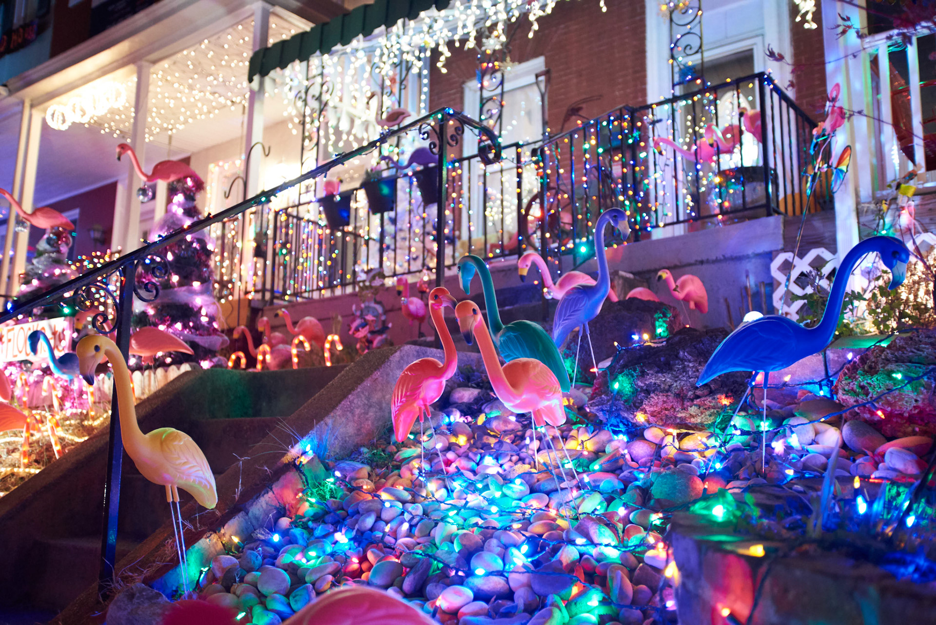 Hampden Christmas Flamingos